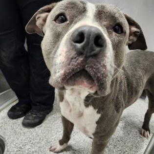 Enlarge Caspian, a ADOPTABLE mixed breed in Converse, TX image 1/1
