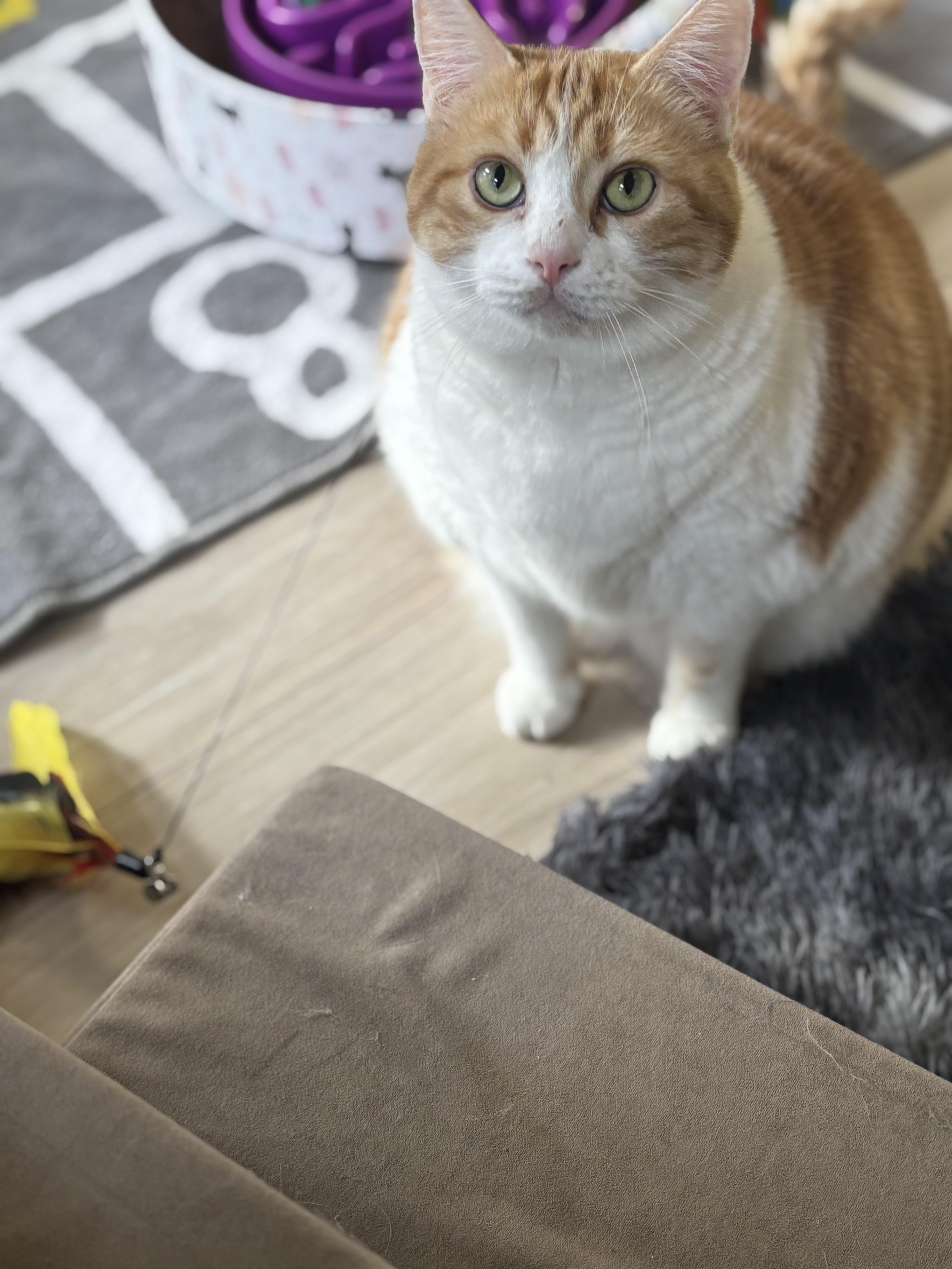 Enlarge Pumpkin, a Adopted Domestic Short Hair in Ottawa, ON image 2/4