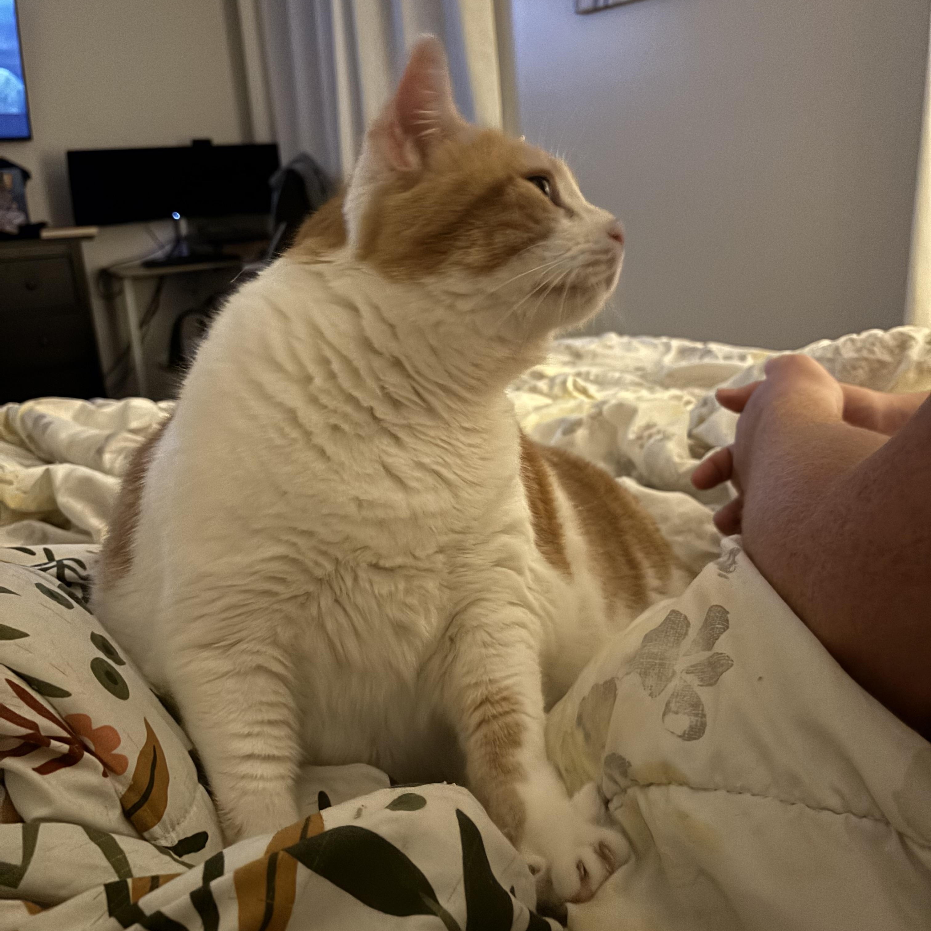 Enlarge Pumpkin, a Adopted Domestic Short Hair in Ottawa, ON image 4/4