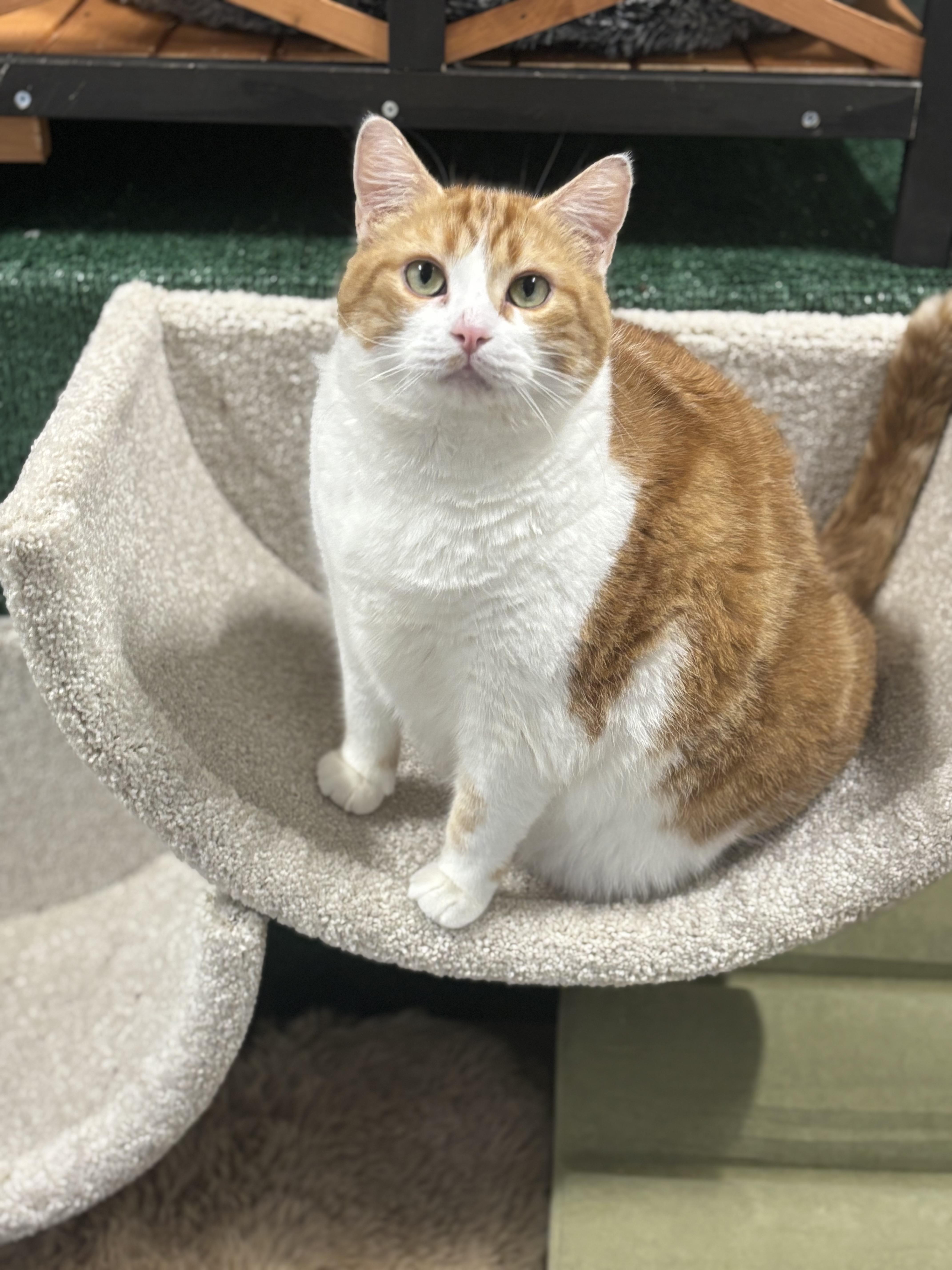 Enlarge Pumpkin, a Adopted Domestic Short Hair in Ottawa, ON image 1/4