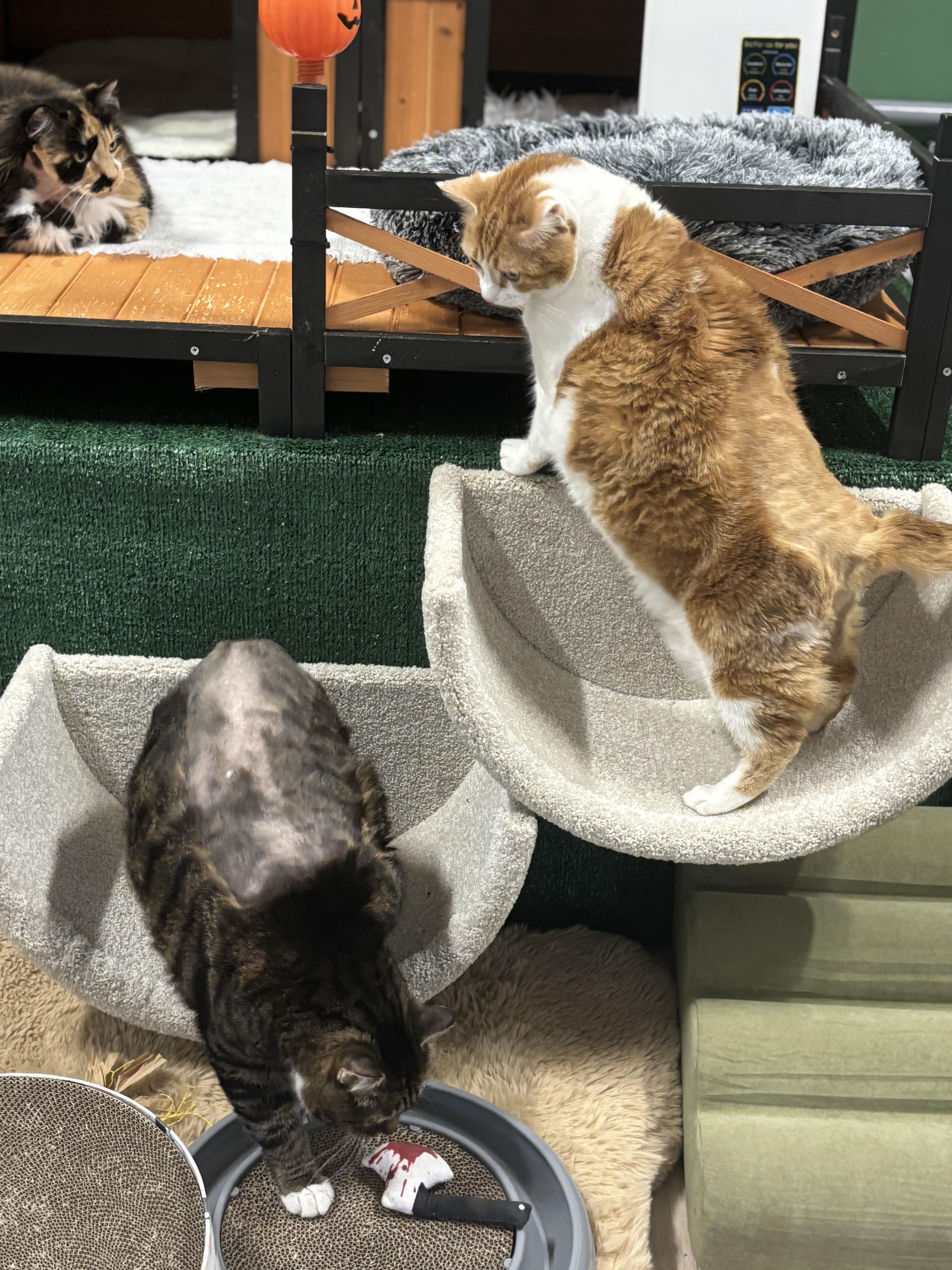 Enlarge Pumpkin, a Adopted Domestic Short Hair in Ottawa, ON image 3/4