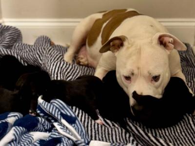 Enlarge Rosie, a Adopted mixed breed in Athens, GA image 2/5