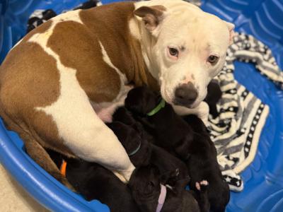 Enlarge Rosie, a Adopted mixed breed in Athens, GA image 4/5