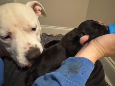 Enlarge Rosie, a Adopted mixed breed in Athens, GA image 3/5