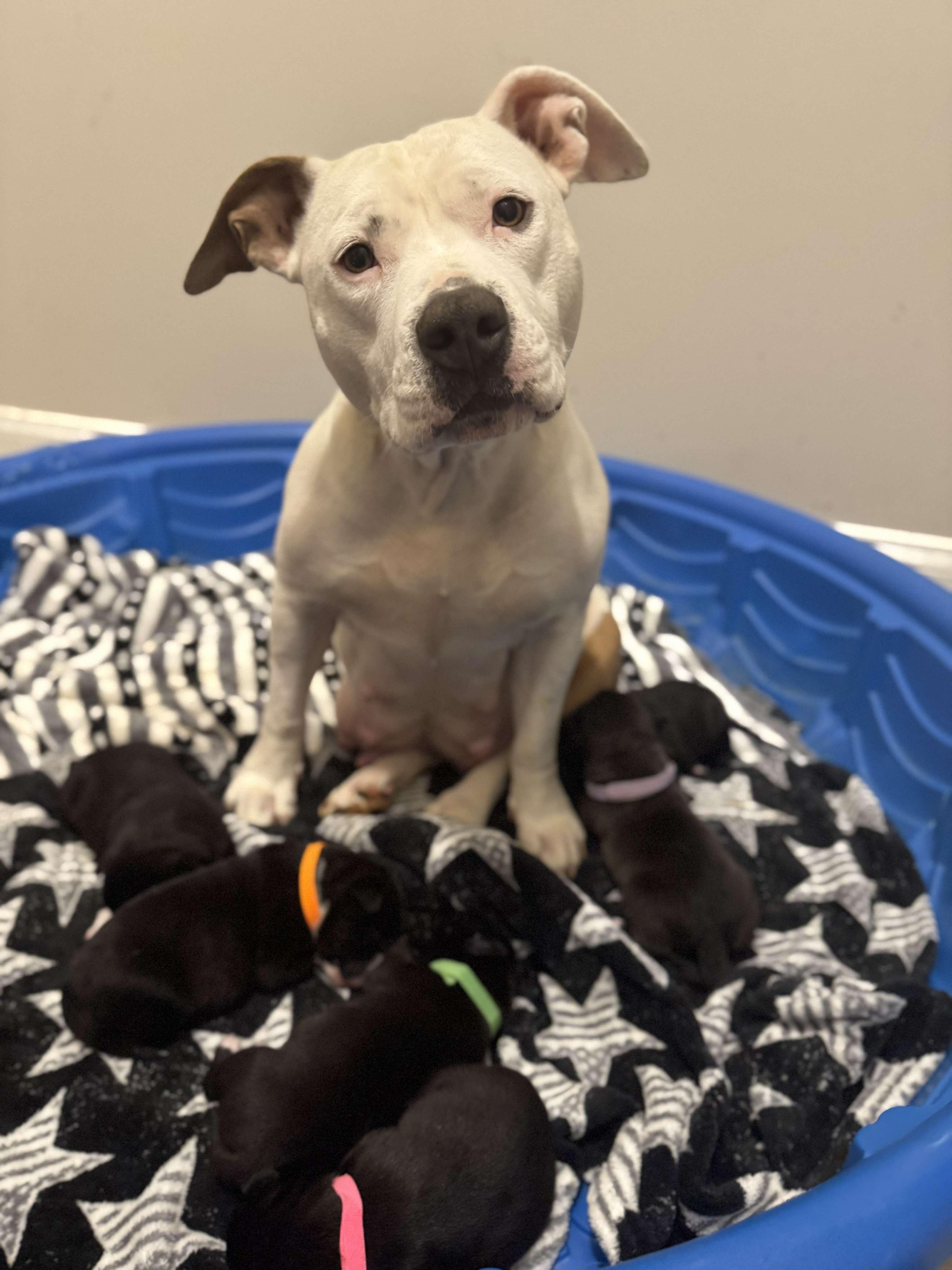 Enlarge Rosie, a Adopted mixed breed in Athens, GA image 5/5