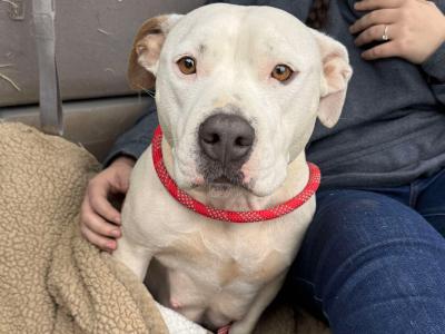 Enlarge Rosie, a Adopted mixed breed in Athens, GA image 1/5