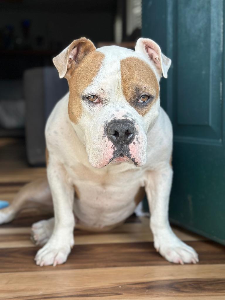 Enlarge Mighty, a Adoptable American Bulldog in Princeton, MA image 2/6