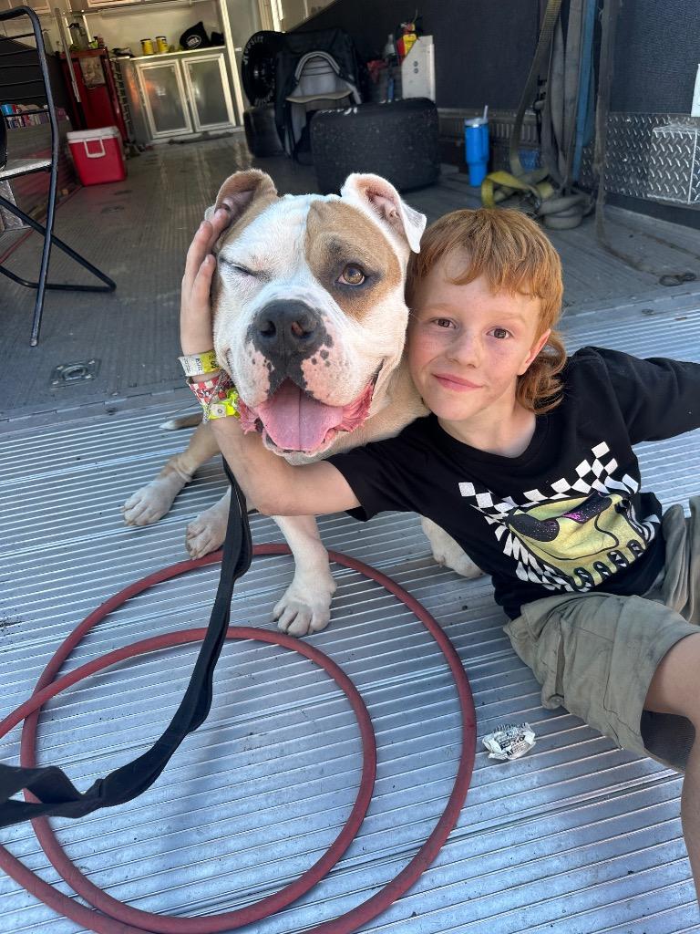 Enlarge Mighty, a Adoptable American Bulldog in Princeton, MA image 3/6