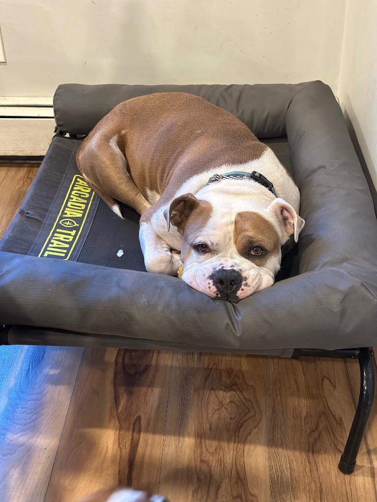 Enlarge Mighty, a Adoptable American Bulldog in Princeton, MA image 4/6