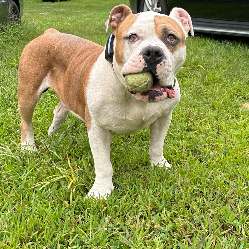 Enlarge Mighty, a Adoptable American Bulldog in Princeton, MA image 5/6