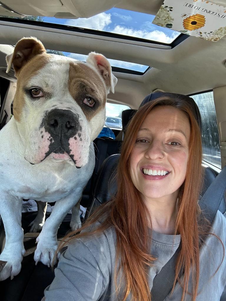 Enlarge Mighty, a Adoptable American Bulldog in Princeton, MA image 6/6