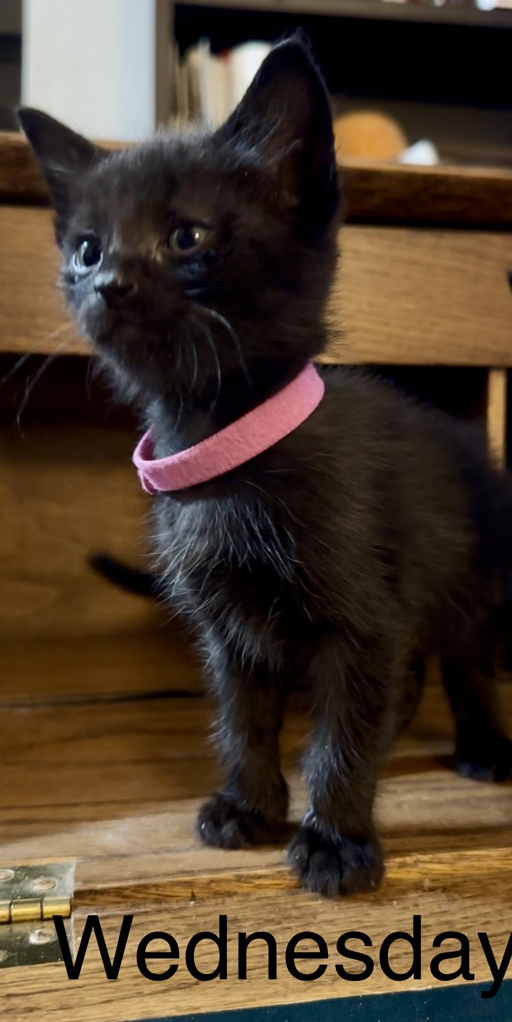 Wednesday (hot pink), Adopted, Young Female Domestic Short Hair.