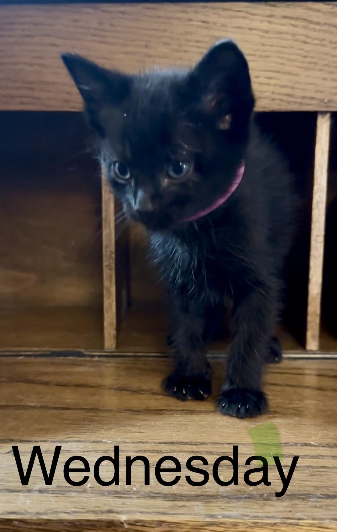 Enlarge Wednesday (hot pink), a Adopted mixed breed in Dixon, CA image 2/2