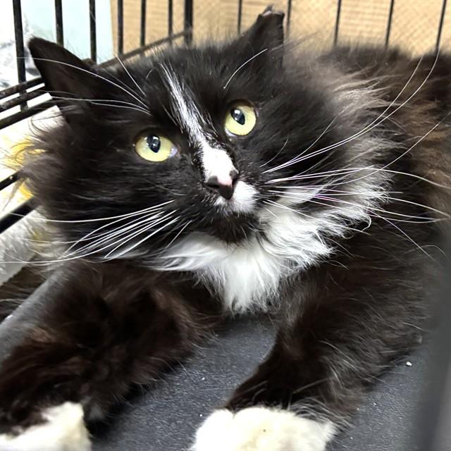 Enlarge CORETTA, a Adoptable Domestic Long Hair in Dedham, MA image 1/1