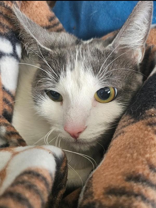 Dorothy, a Adopted Domestic Short Hair in Manteca, CA image 2/2