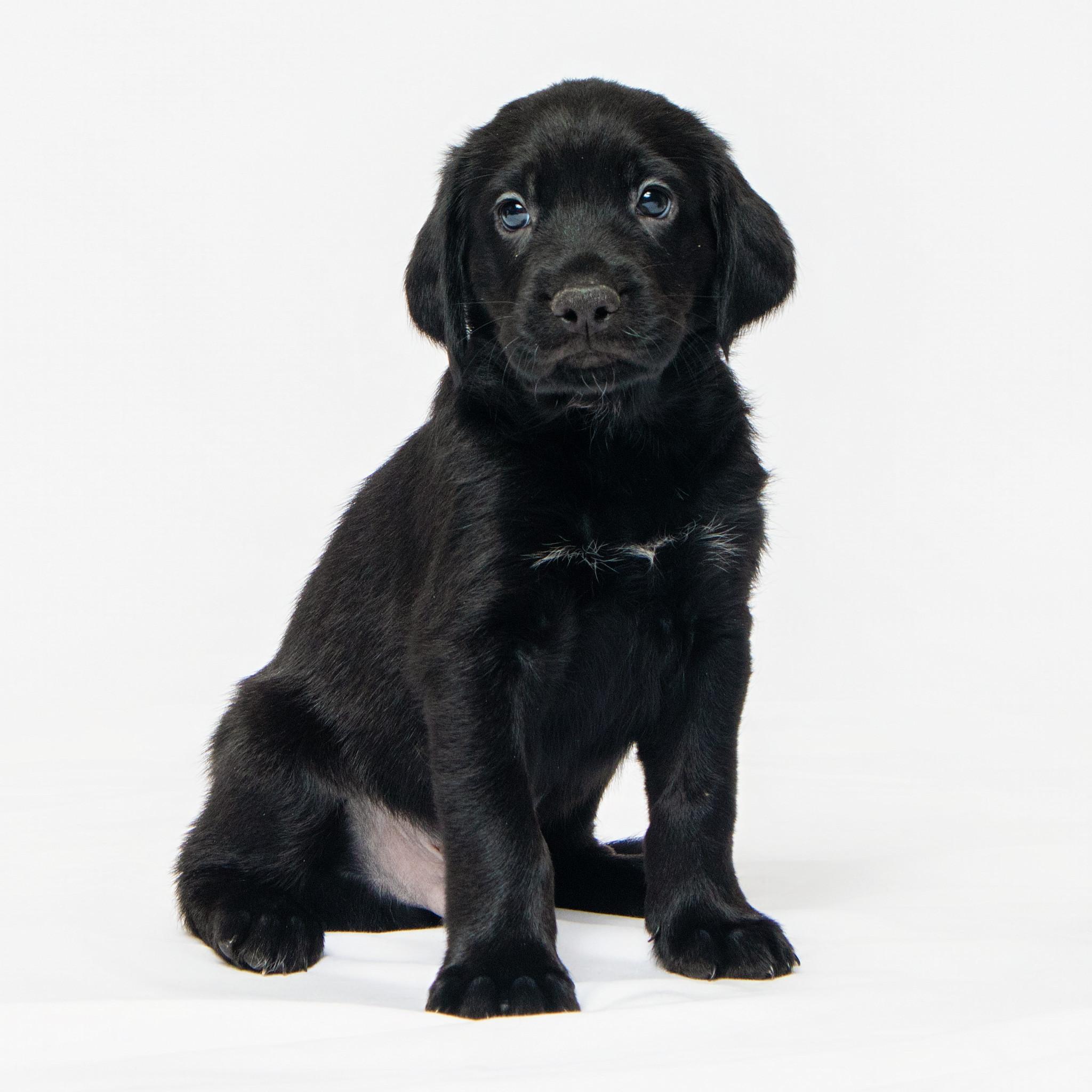Enlarge Jack, an adopted mixed breed in Grand Forks, ND image 1/2
