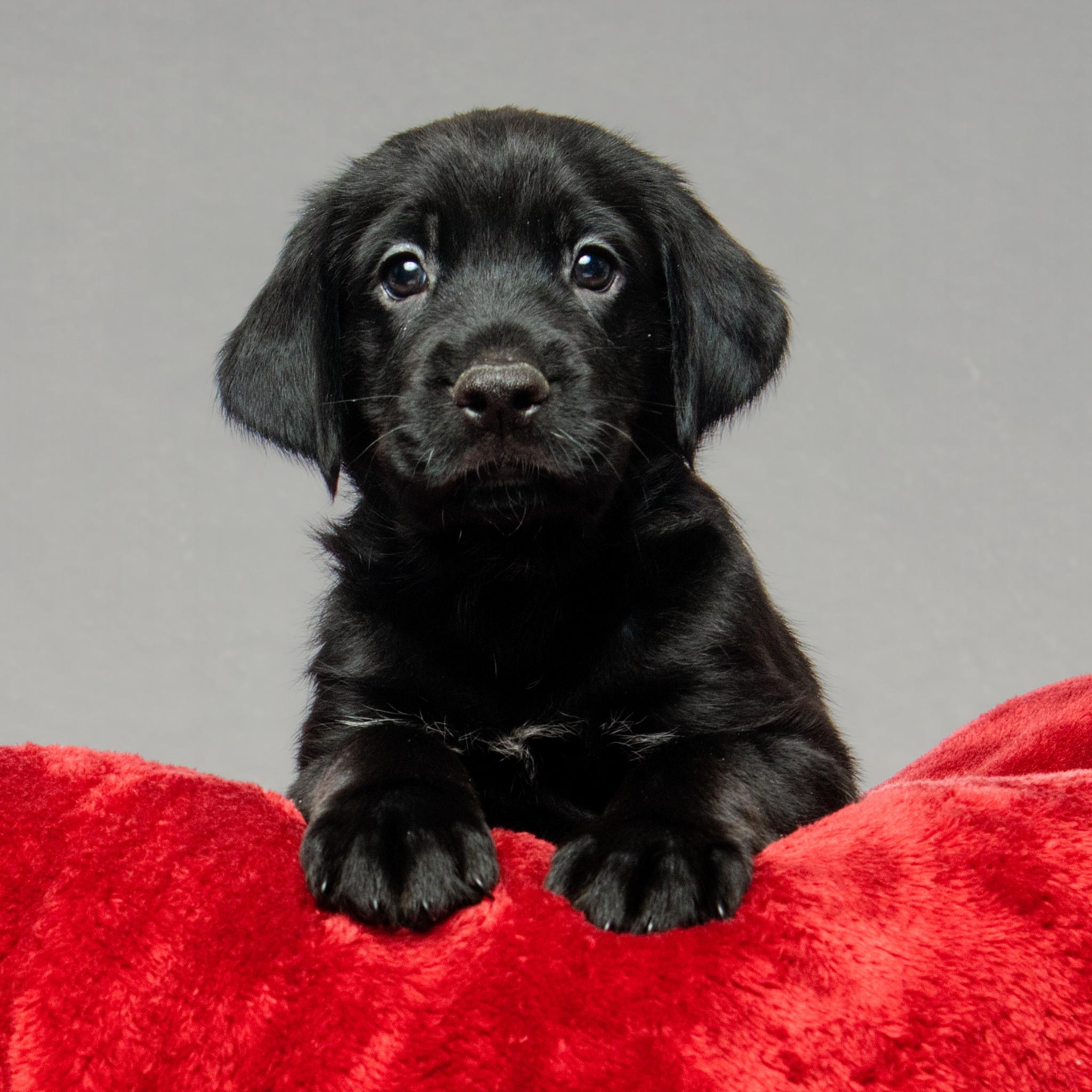 Enlarge Jack, an adopted mixed breed in Grand Forks, ND image 2/2