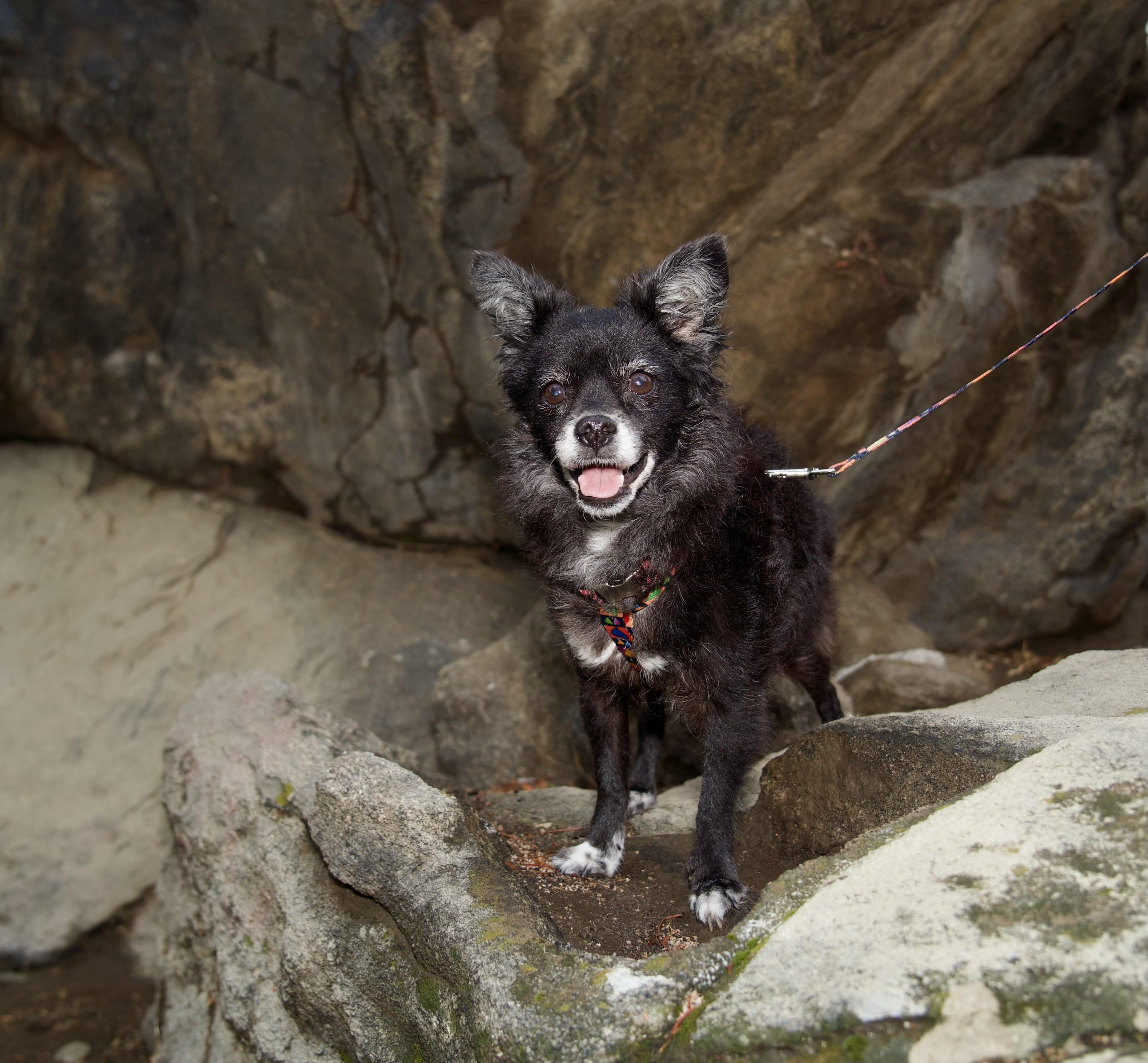 Enlarge Birdie, a ADOPTABLE Pomeranian in Riverside, CA image 2/2