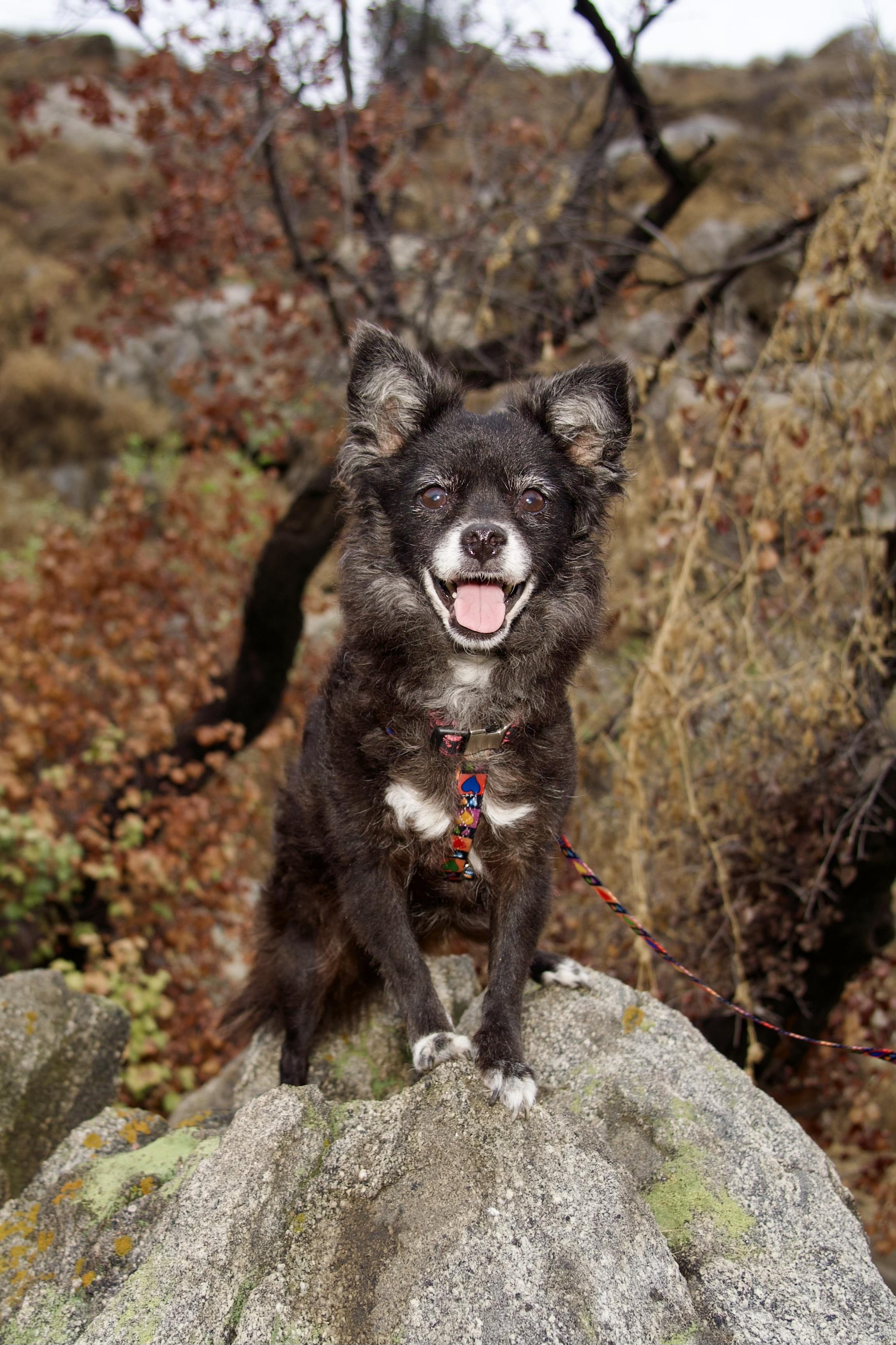Birdie, ADOPTABLE, Senior Female Pomeranian.