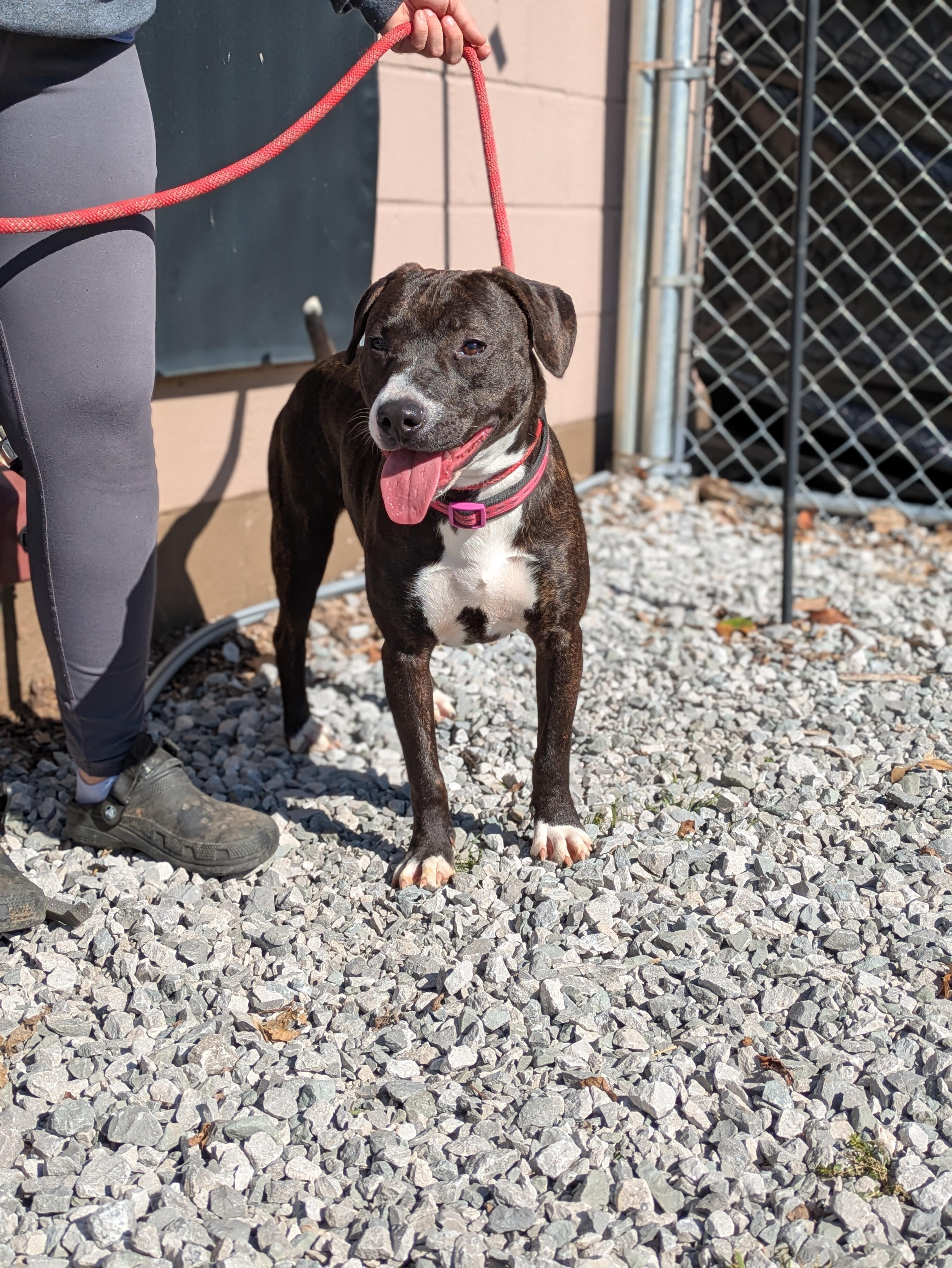 Enlarge Lucy, a ADOPTABLE Mixed Breed in Huntsville, AL image 3/4