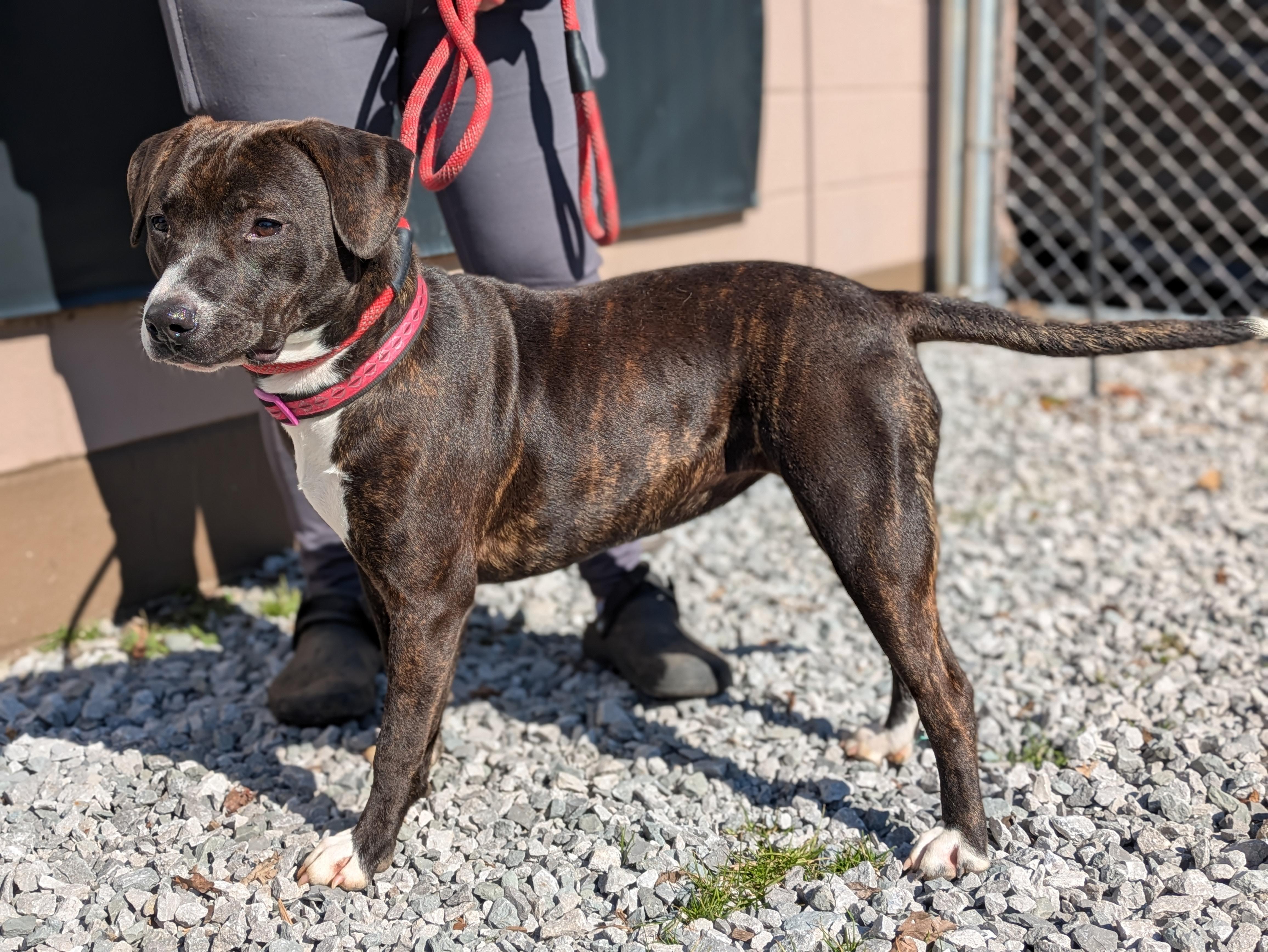 Enlarge Lucy, a ADOPTABLE Mixed Breed in Huntsville, AL image 2/4