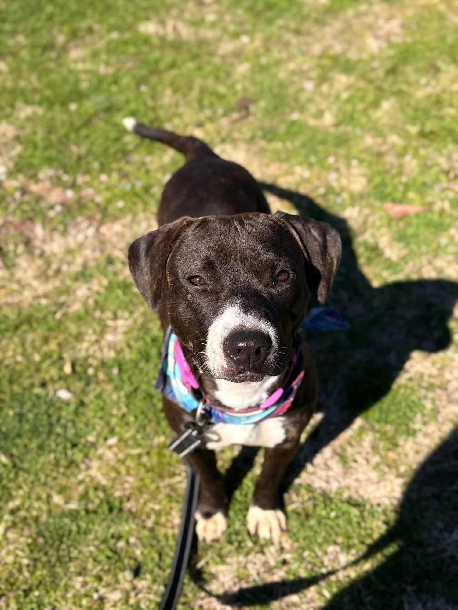 Lucy, Adoptable, Adult Female Mixed Breed.
