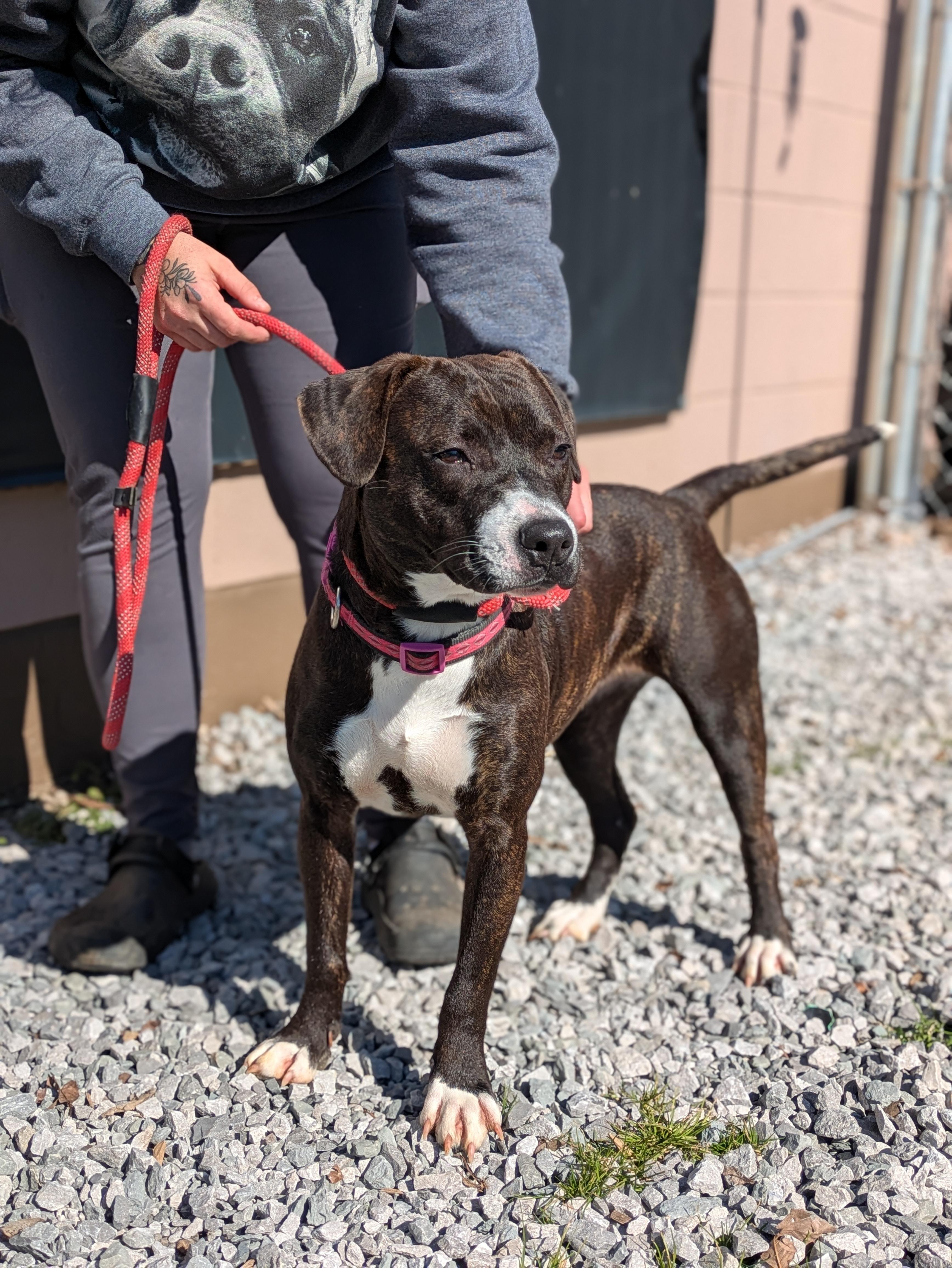 Enlarge Lucy, a ADOPTABLE Mixed Breed in Huntsville, AL image 4/4
