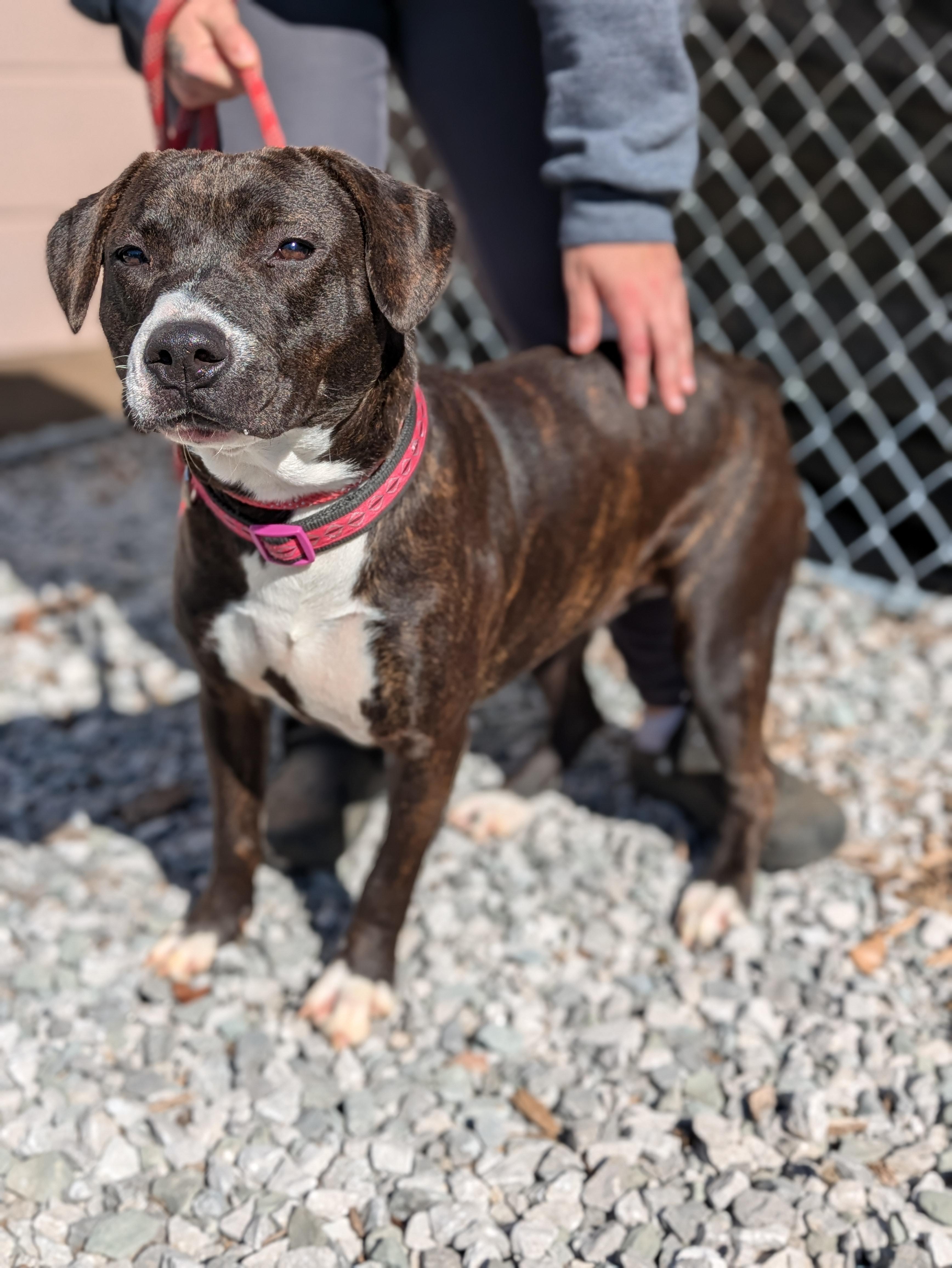 Enlarge Lucy, a ADOPTABLE Mixed Breed in Huntsville, AL image 1/4