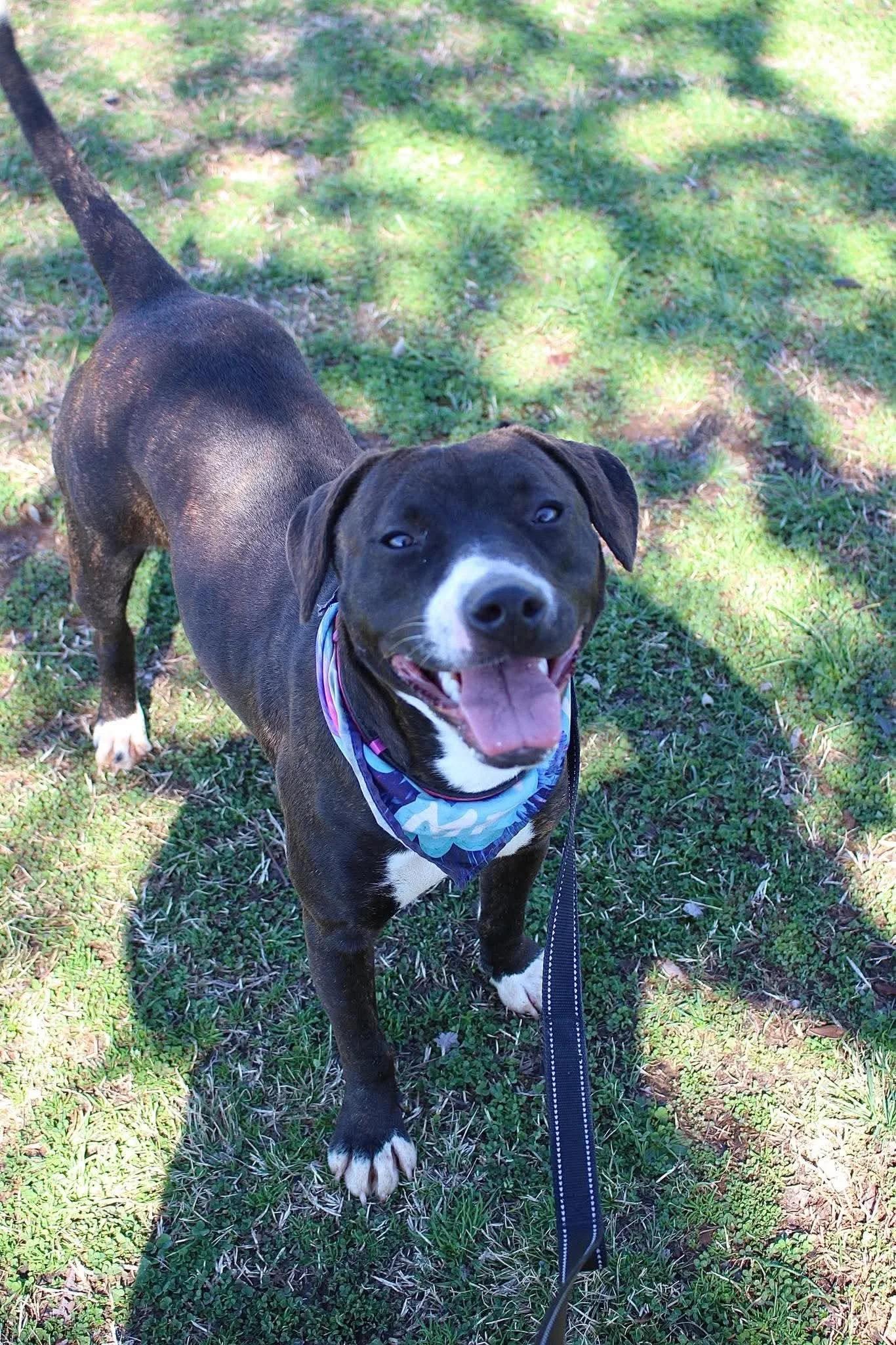 Lucy, a Adoptable Mixed Breed in Huntsville, AL image 3/6