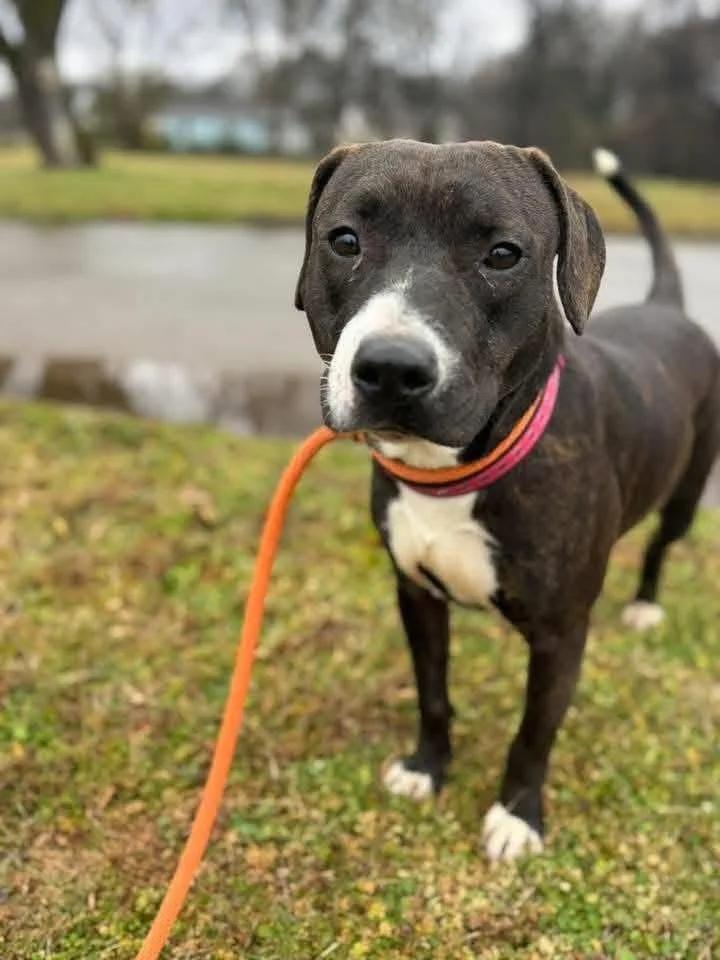 Lucy, a Adoptable Mixed Breed in Huntsville, AL image 5/6
