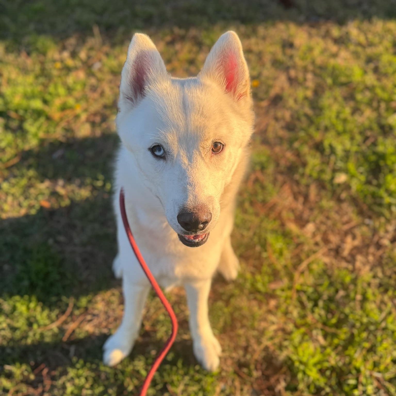 Kiba, a Adoptable mixed breed in Myrtle Beach, SC image 3/3