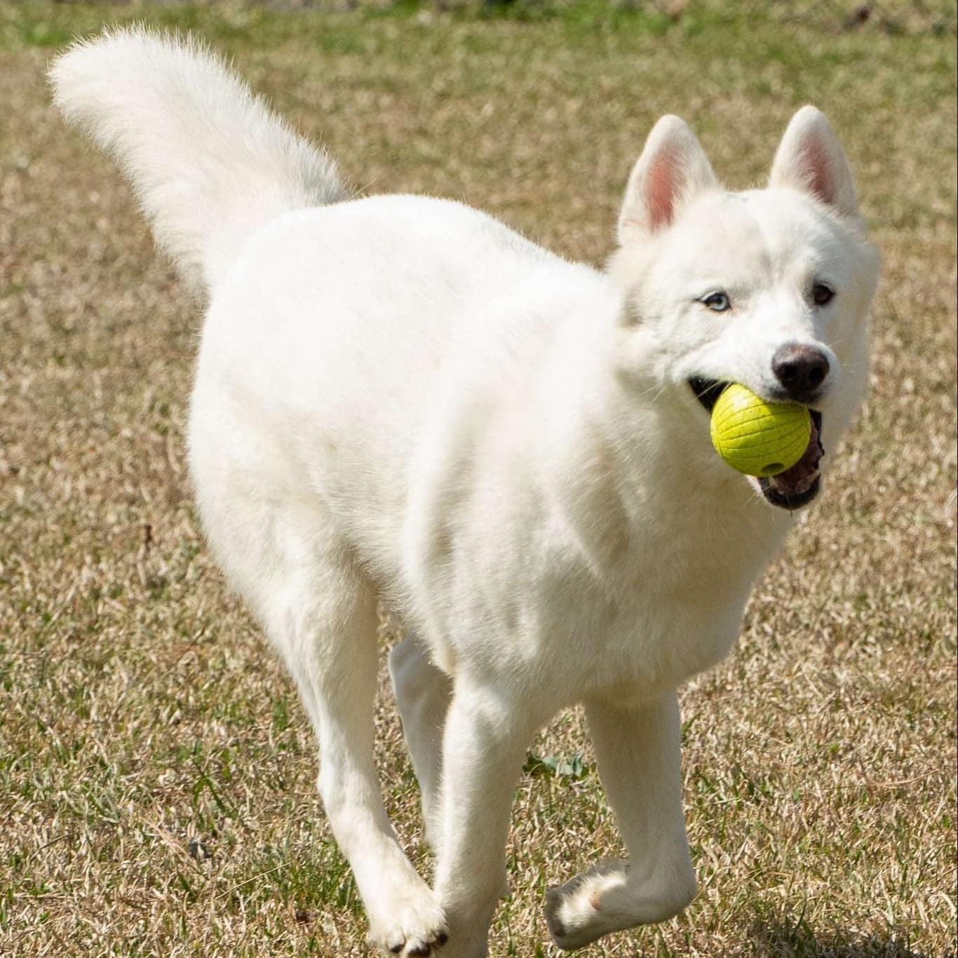 Kiba, a Adoptable mixed breed in Myrtle Beach, SC image 1/3
