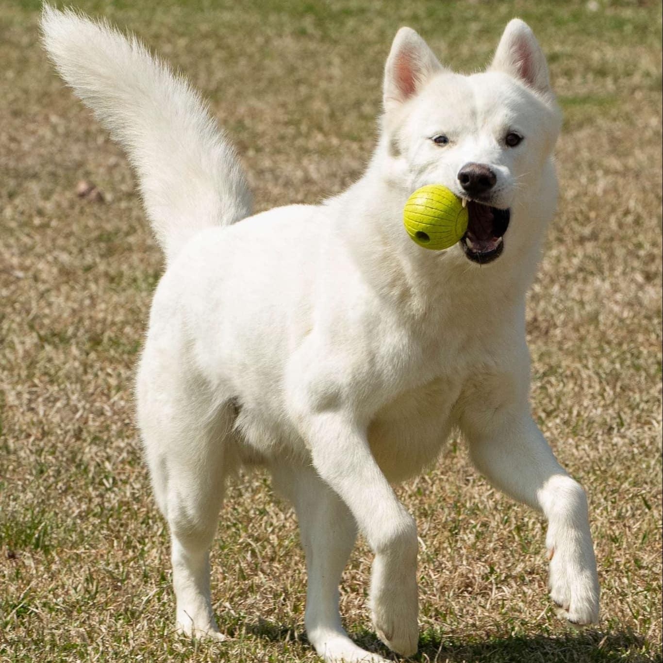 Kiba, a Adoptable mixed breed in Myrtle Beach, SC image 2/3
