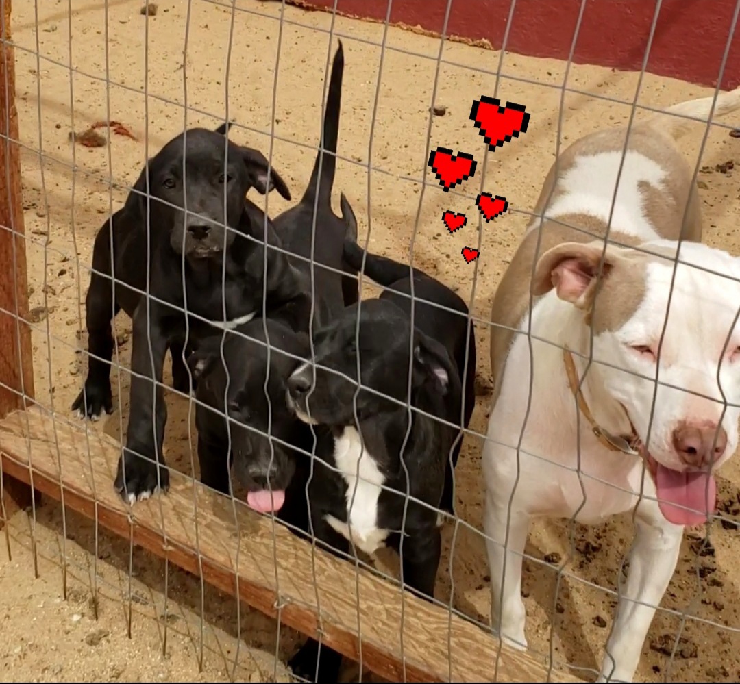 Enlarge Lab mix puppies, a Adopted mixed breed in Yucca Valley, CA image 1/6