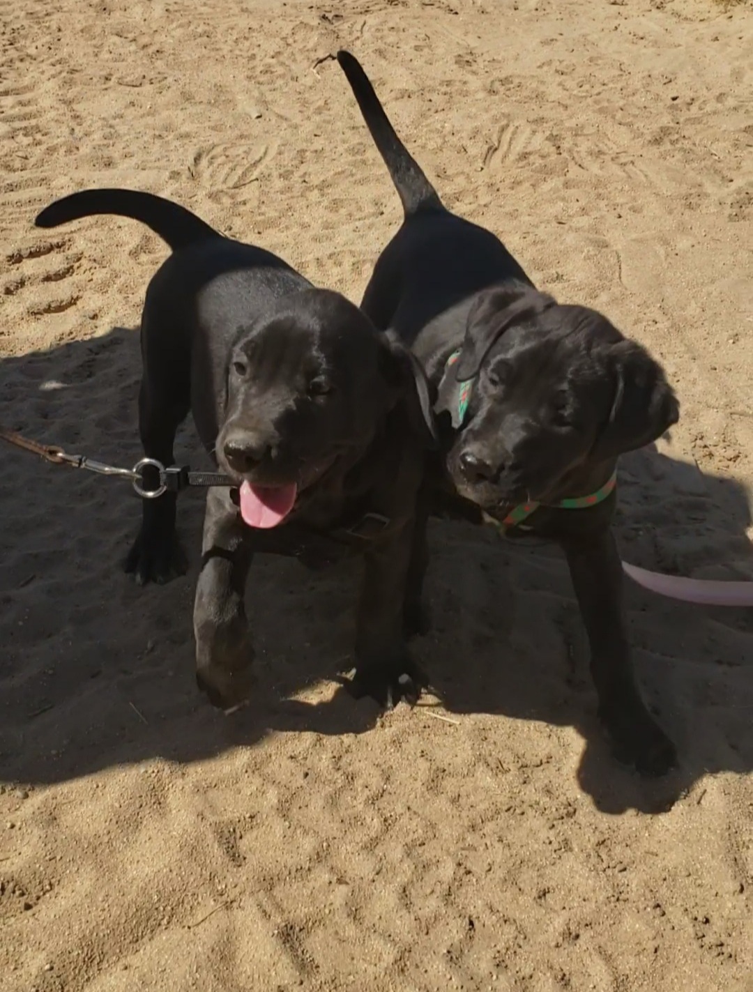 Enlarge Lab mix puppies, a Adopted mixed breed in Yucca Valley, CA image 2/6