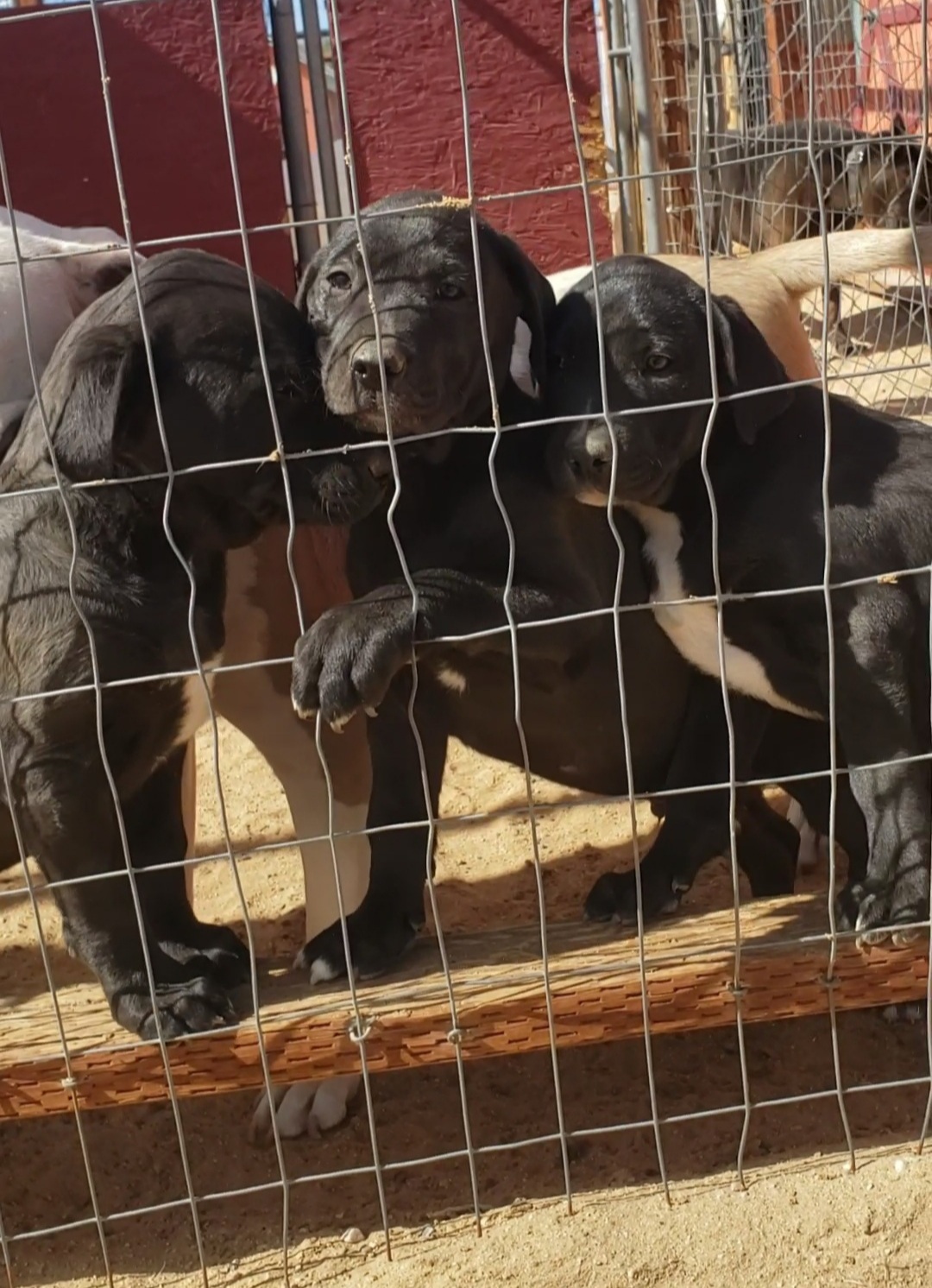 Enlarge Lab mix puppies, a Adopted mixed breed in Yucca Valley, CA image 3/6