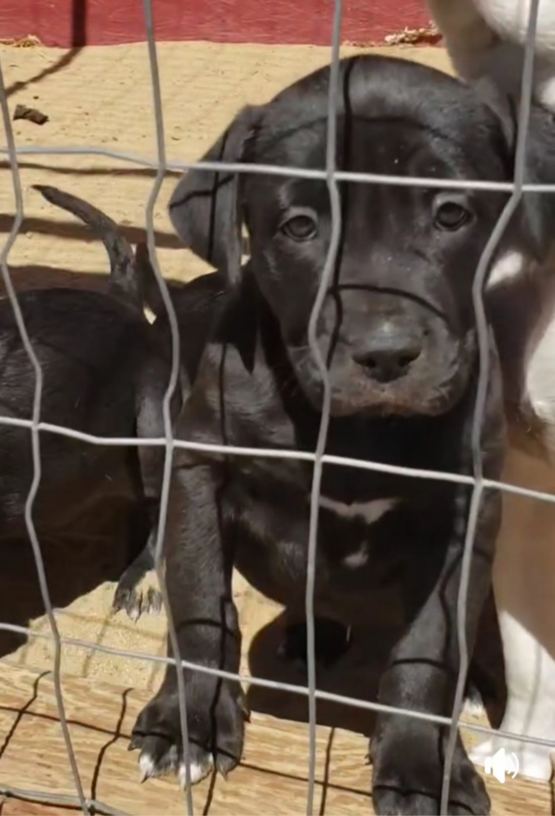 Enlarge Lab mix puppies, a Adopted mixed breed in Yucca Valley, CA image 4/6