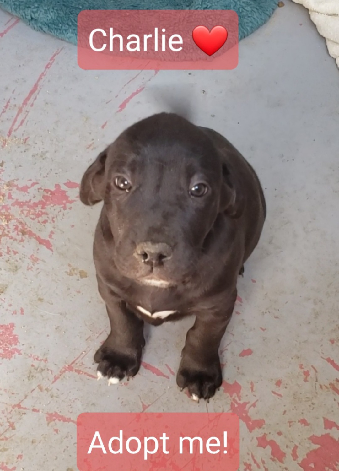 Enlarge Lab mix puppies, a Adopted mixed breed in Yucca Valley, CA image 5/6