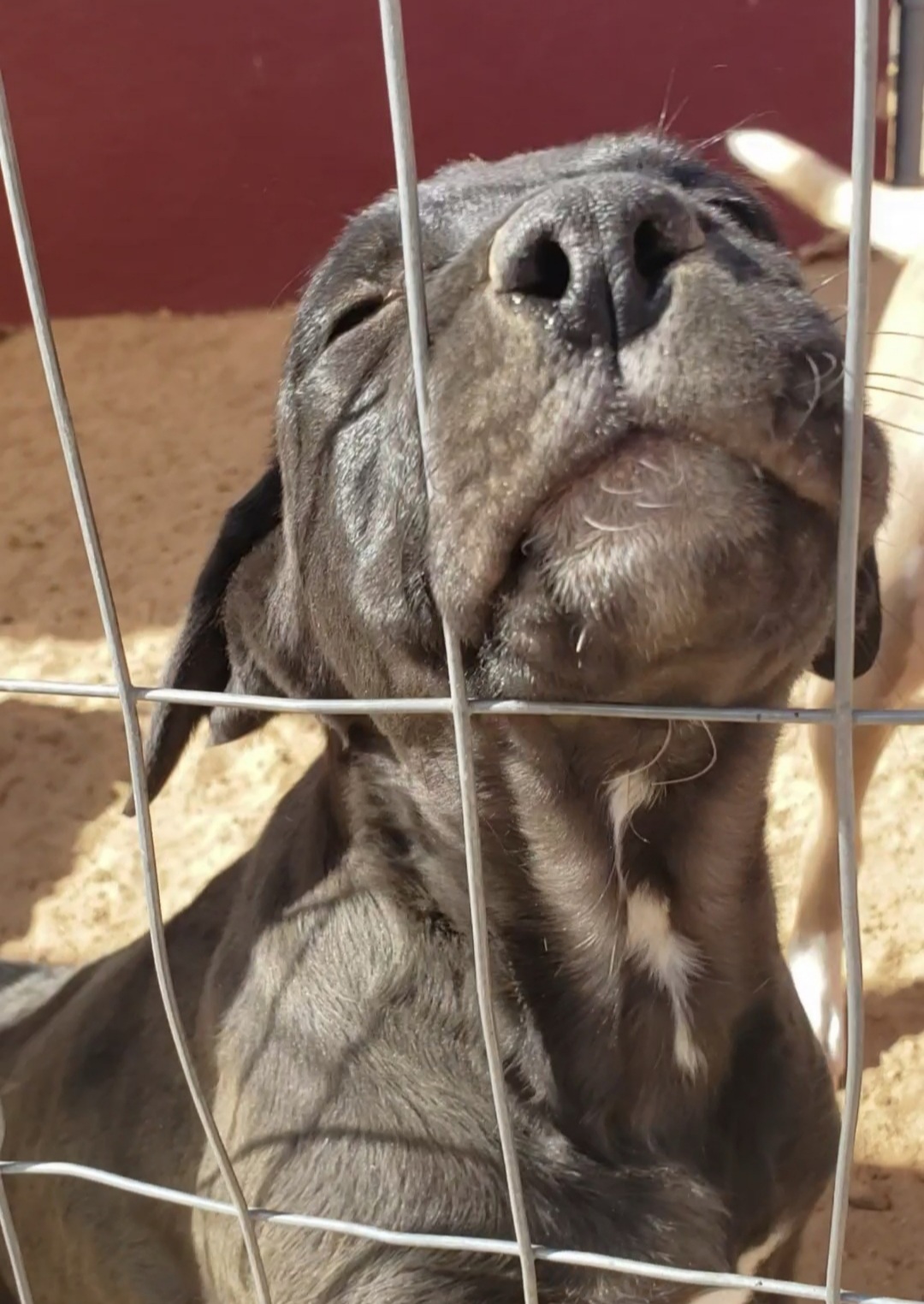 Enlarge Lab mix puppies, a Adopted mixed breed in Yucca Valley, CA image 6/6