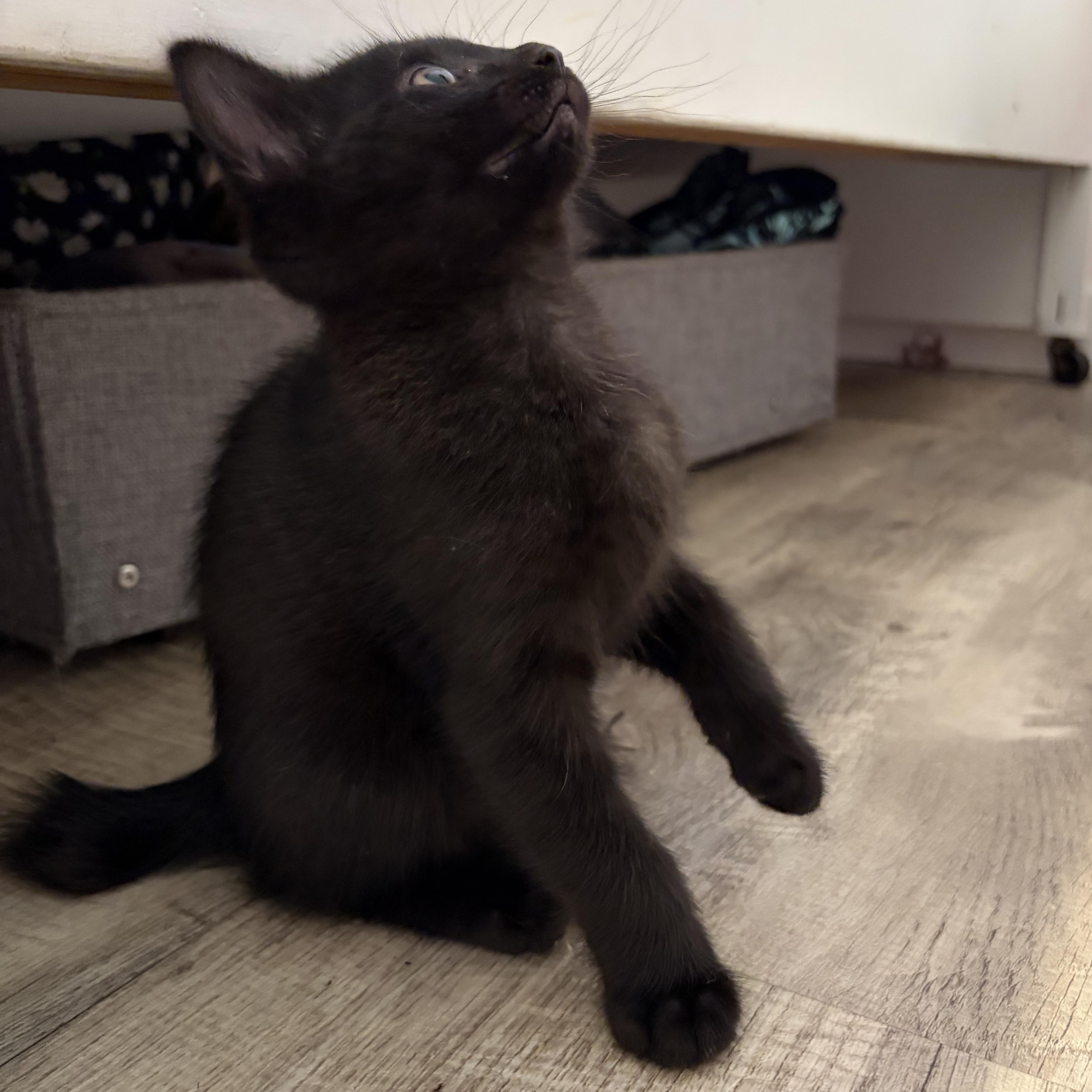 Enlarge Bo, an adopted Domestic Medium Hair in brant, MI image 5/5