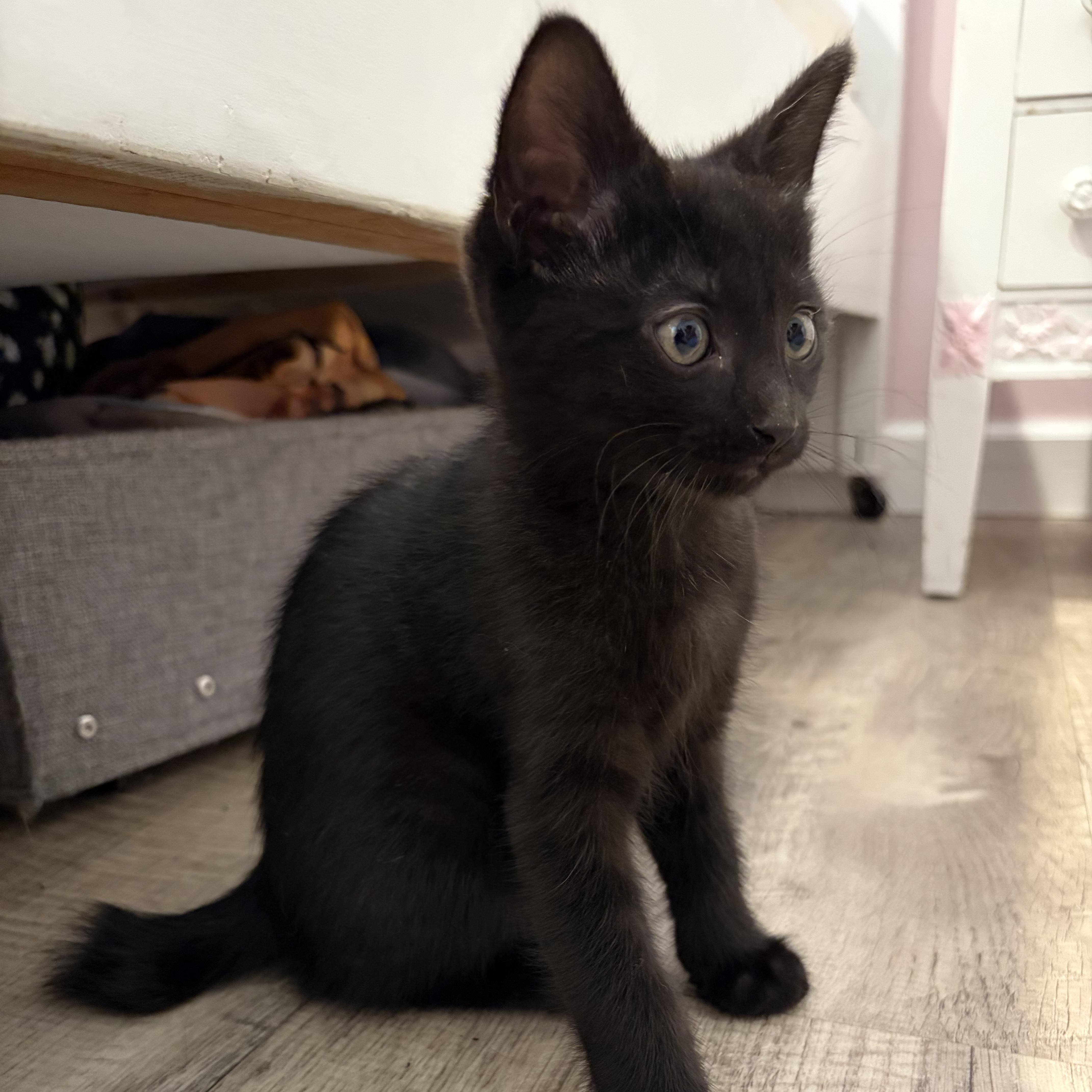 Enlarge Bo, an adopted Domestic Medium Hair in brant, MI image 2/5