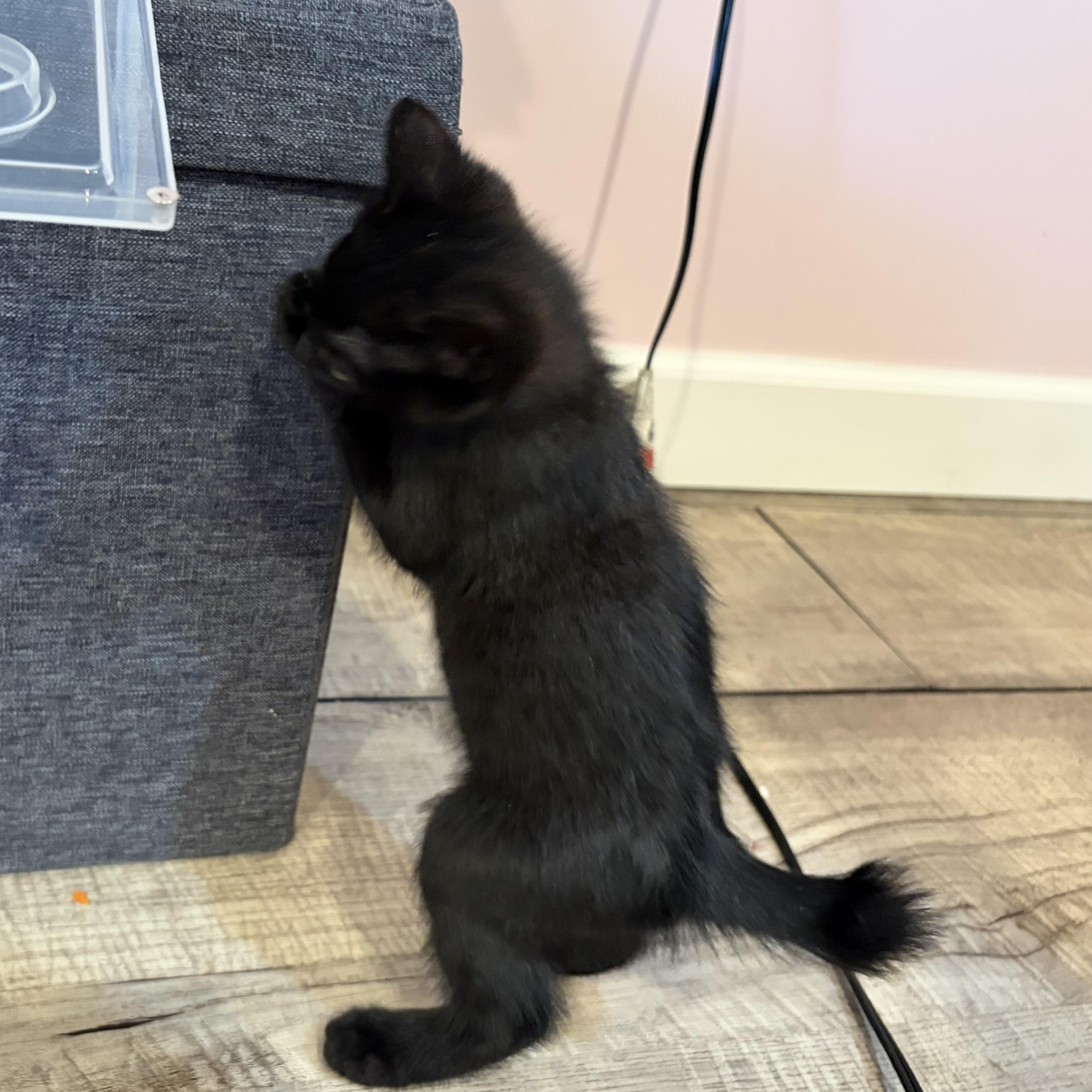 Enlarge Bo, an adopted Domestic Medium Hair in brant, MI image 3/5