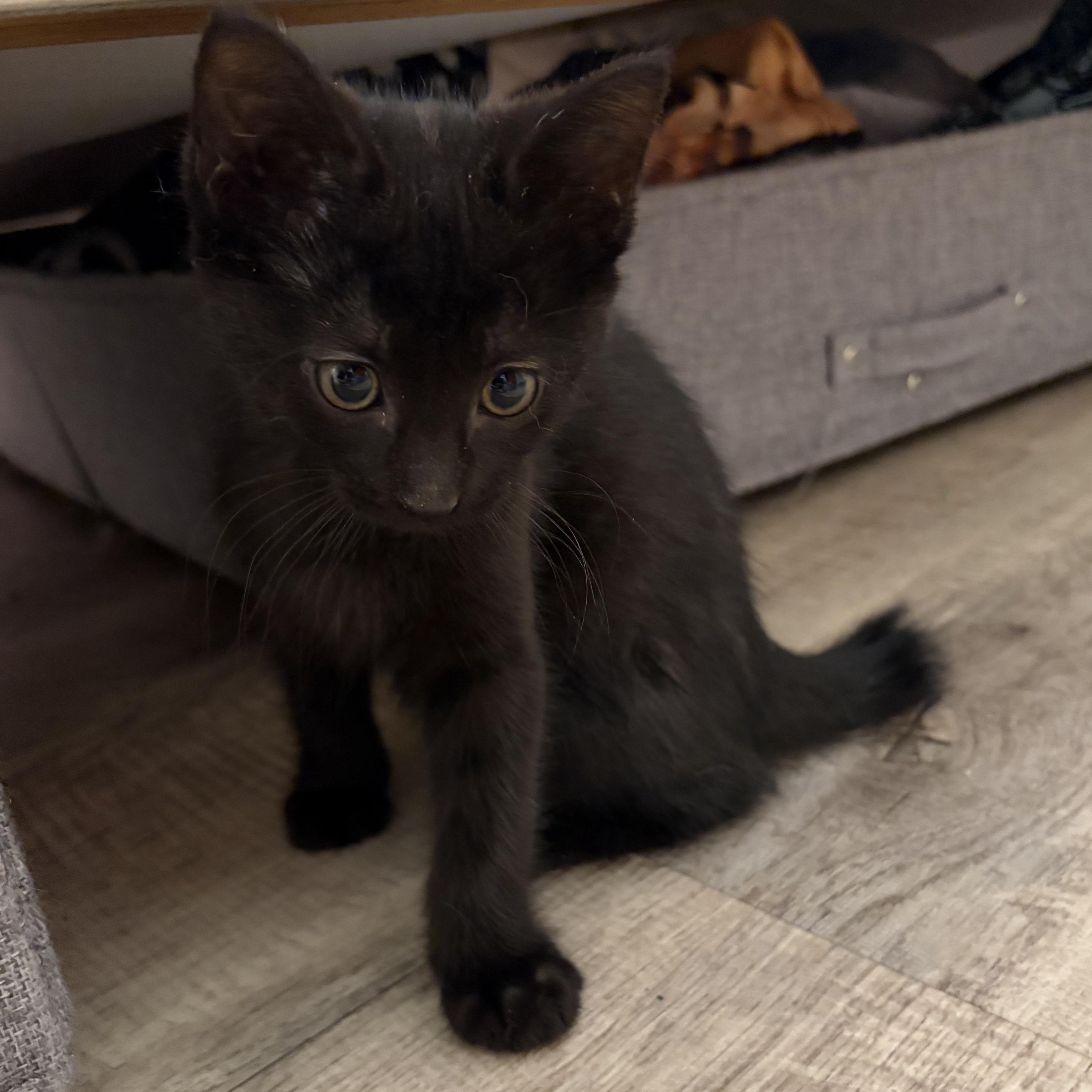 Bo, adopted, Kitten Male Domestic Medium Hair.