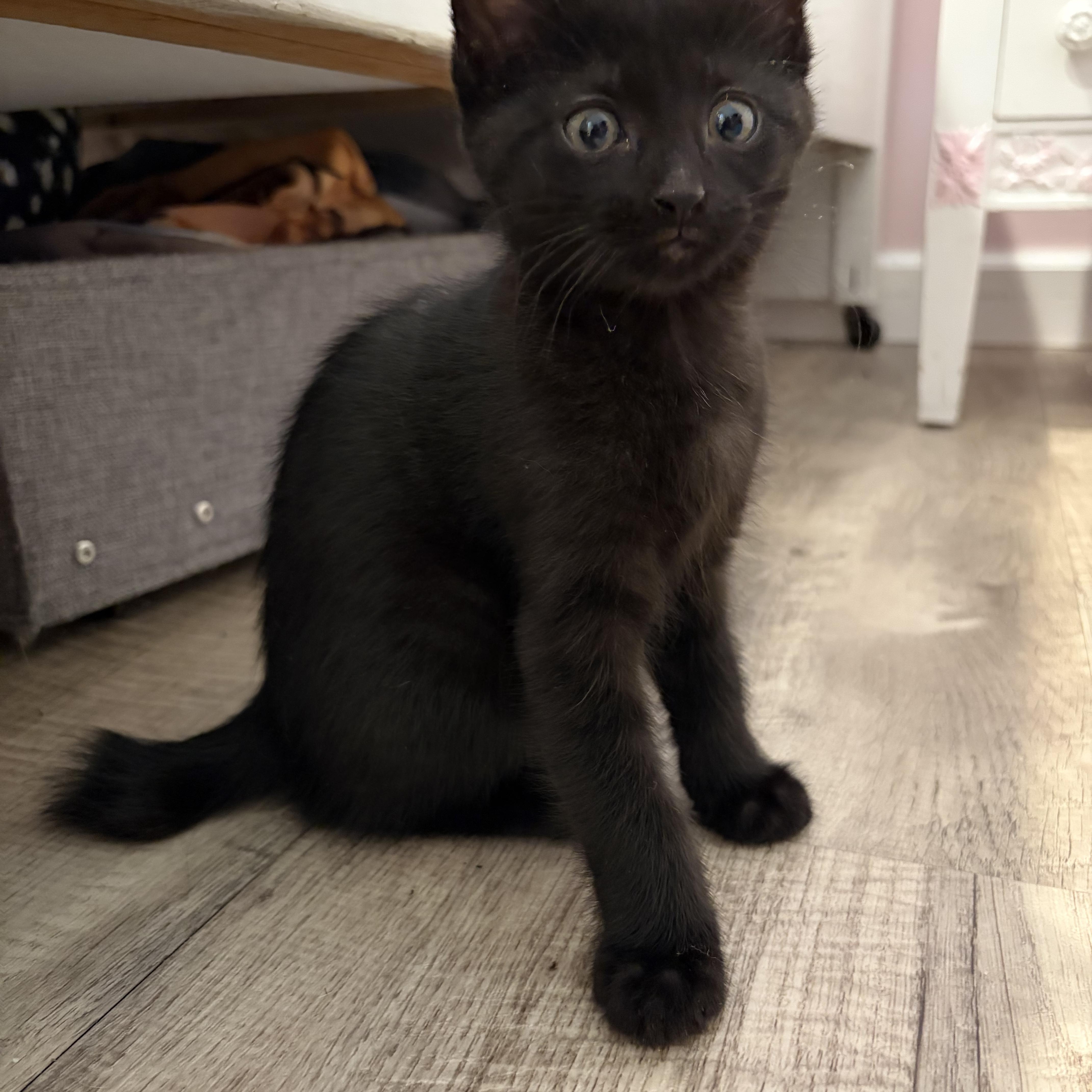 Enlarge Bo, an adopted Domestic Medium Hair in brant, MI image 4/5
