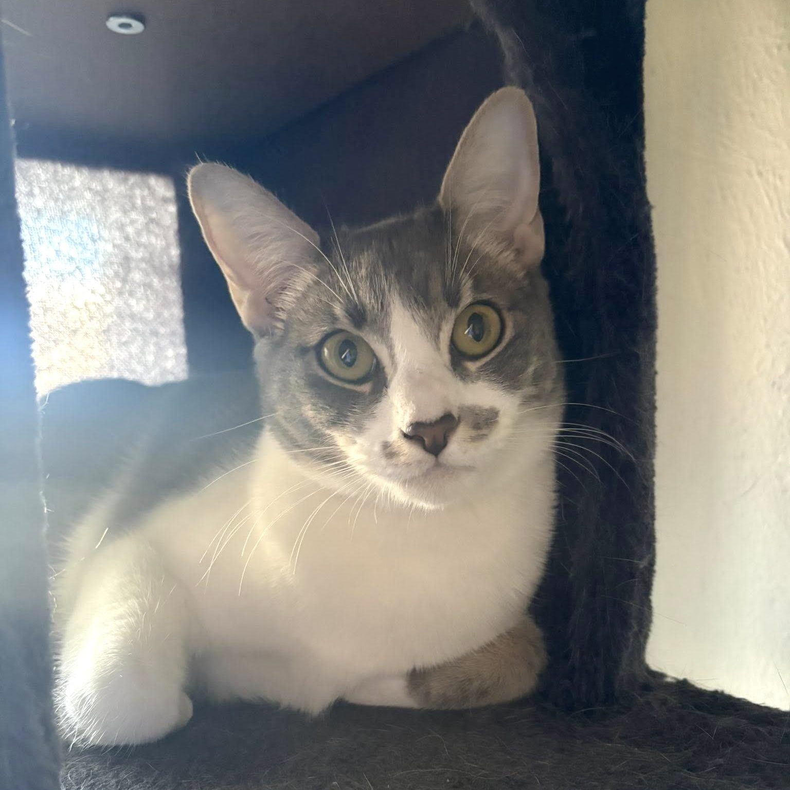 Yew - She's ready for YOU!, an adoptable Tabby in Trophy Club, TX image 1/5