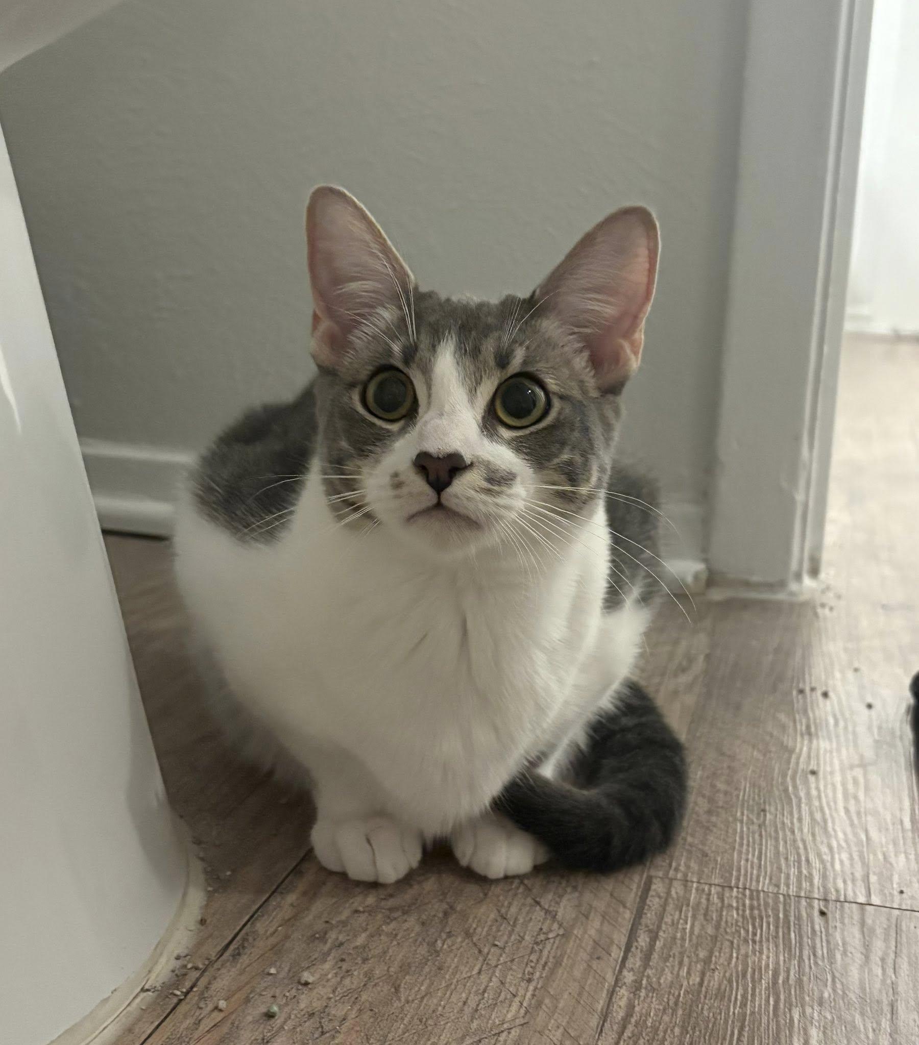 Yew - She's ready for YOU!, an adoptable Tabby in Trophy Club, TX image 4/5