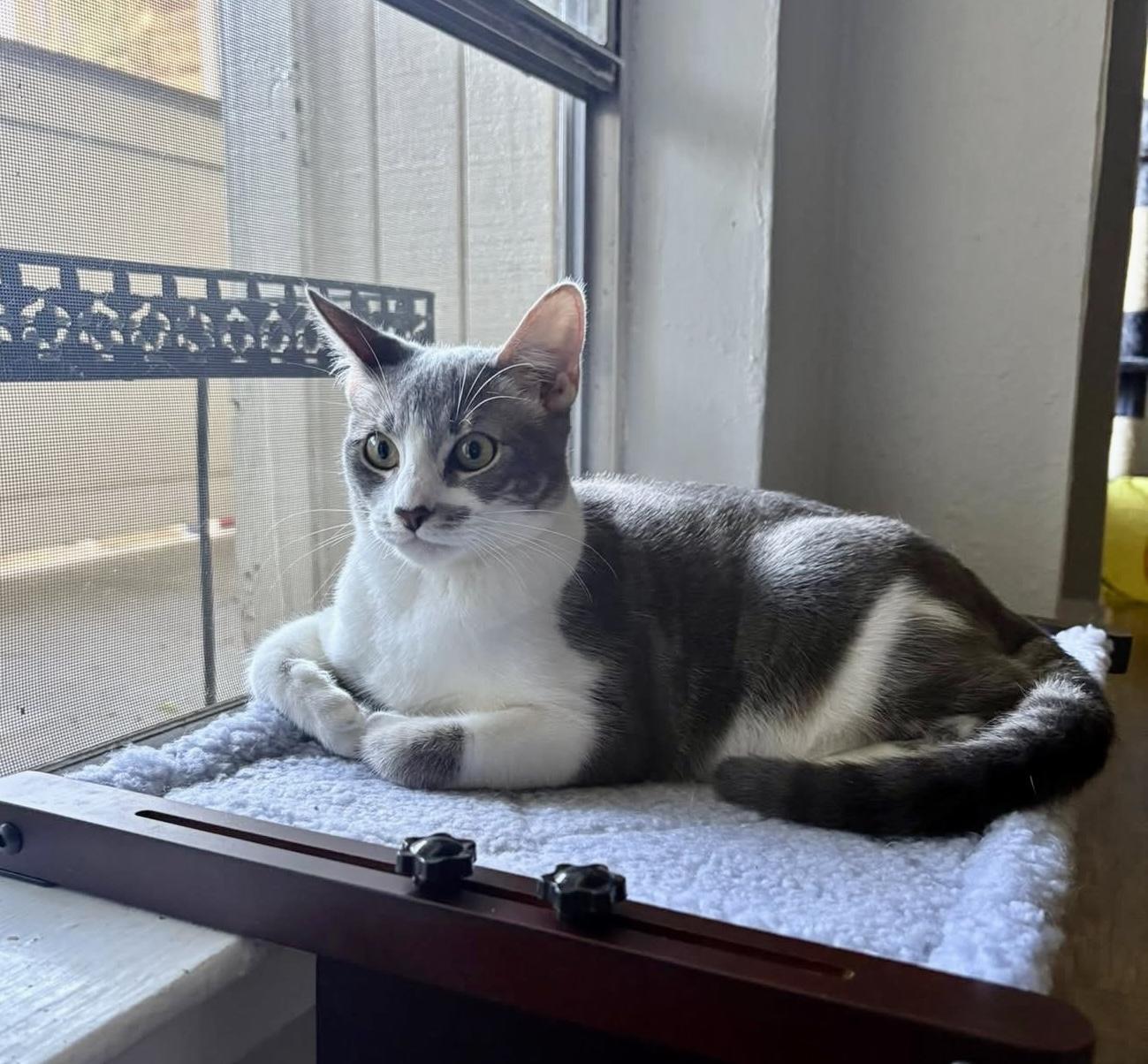 Yew - She's ready for YOU!, an adoptable Tabby in Trophy Club, TX image 2/5