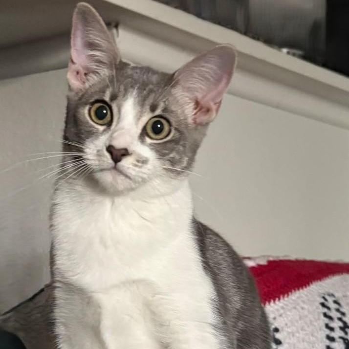 Yew - She's ready for YOU!, an adoptable Tabby in Trophy Club, TX image 5/5