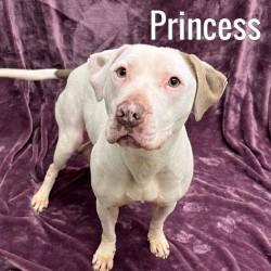 Princess, ADOPTABLE, Adult Female Mixed Breed.