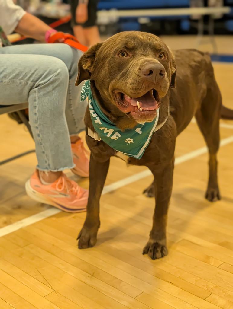Hershall, Adoptable, Adult Male Labrador Retriever & Mixed Breed.